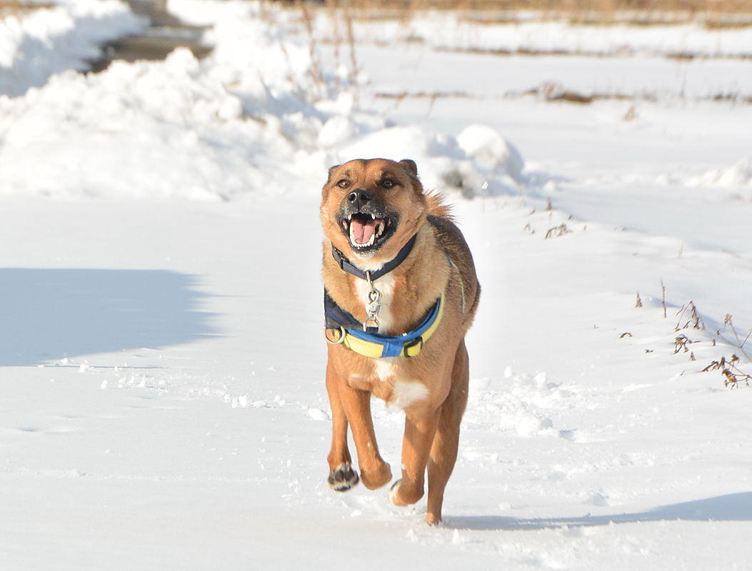 わんにゃんサイトの犬の写真