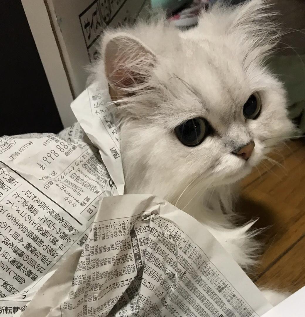 わんにゃんサイトの猫の写真