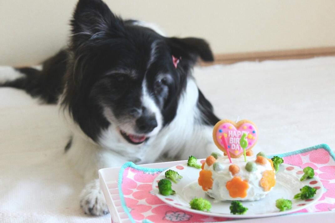 わんにゃんサイトの犬の写真