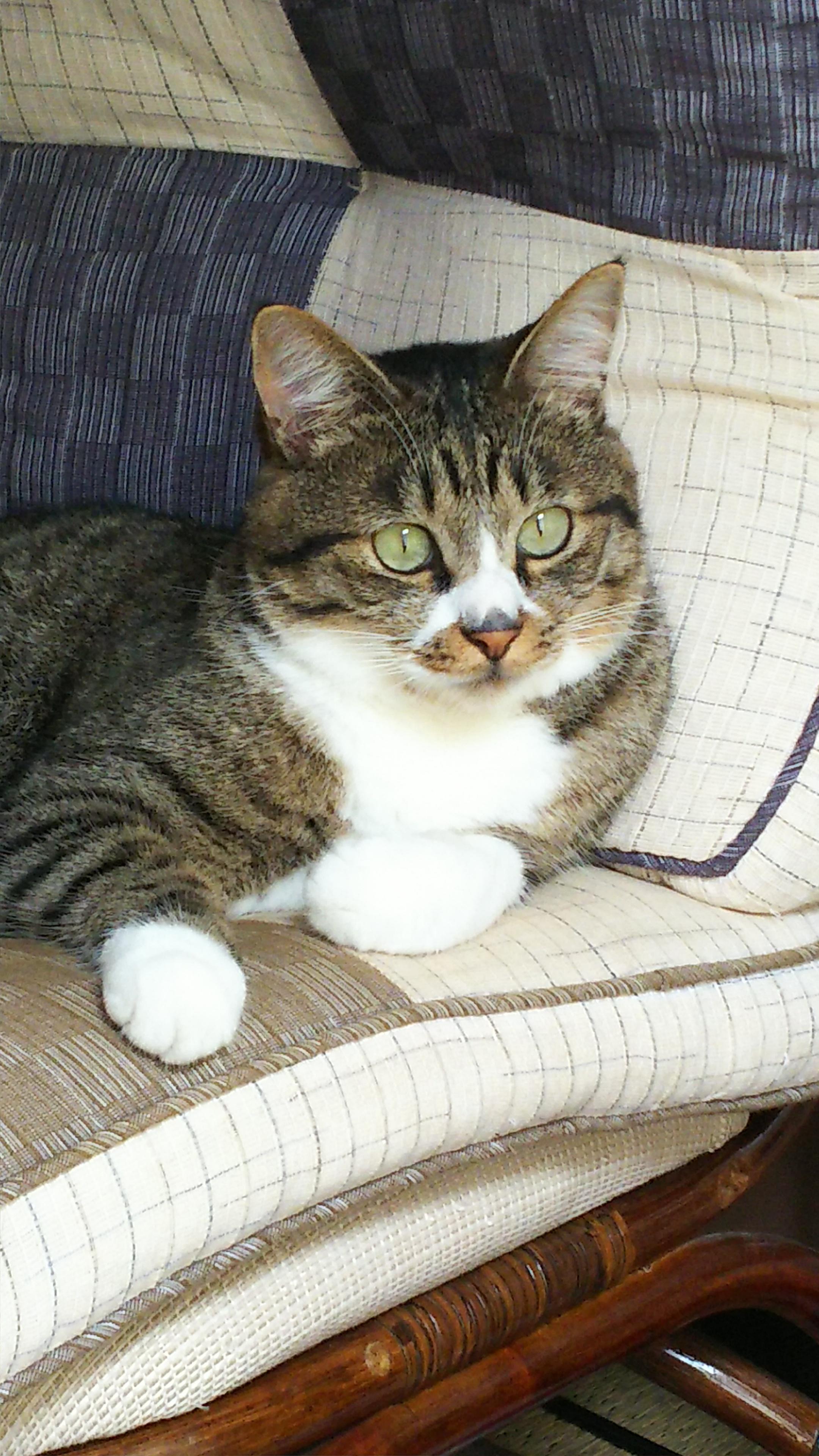 わんにゃんサイトの猫の写真