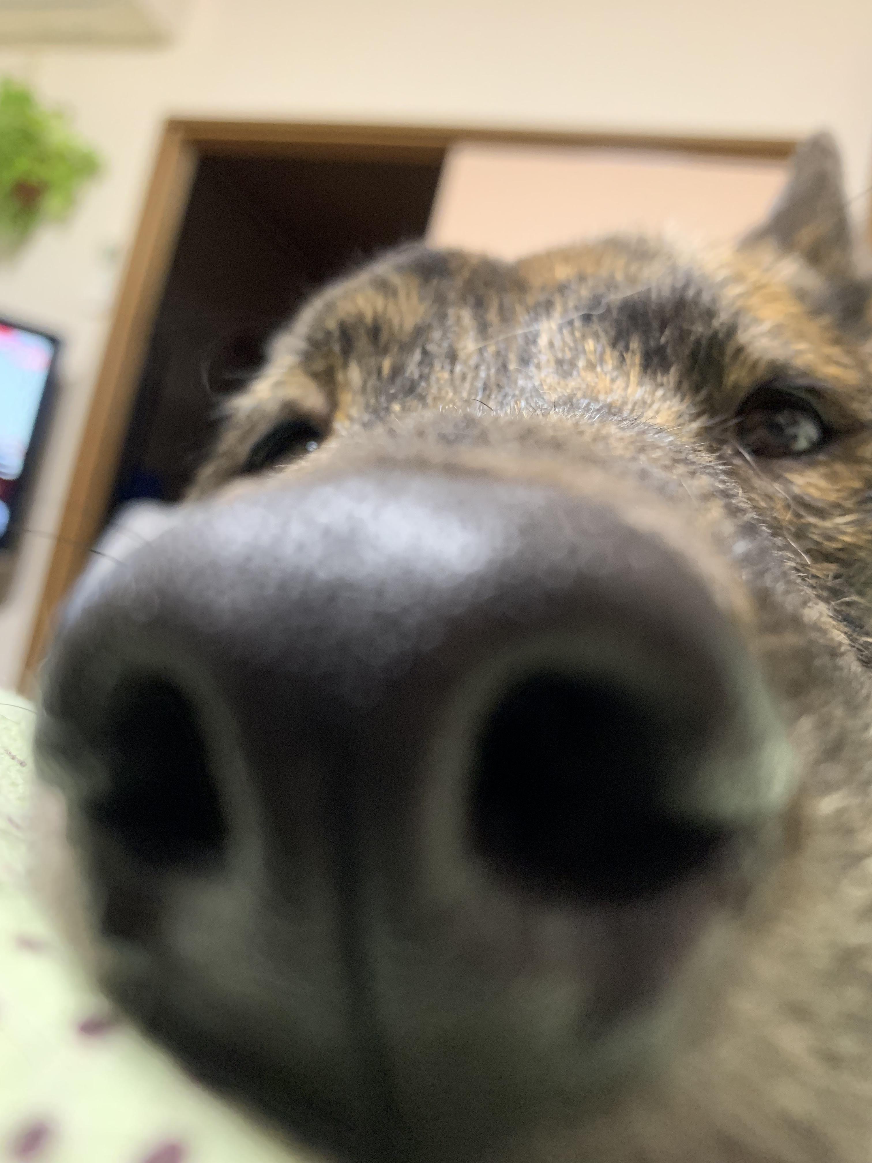 わんにゃんサイトの犬の写真