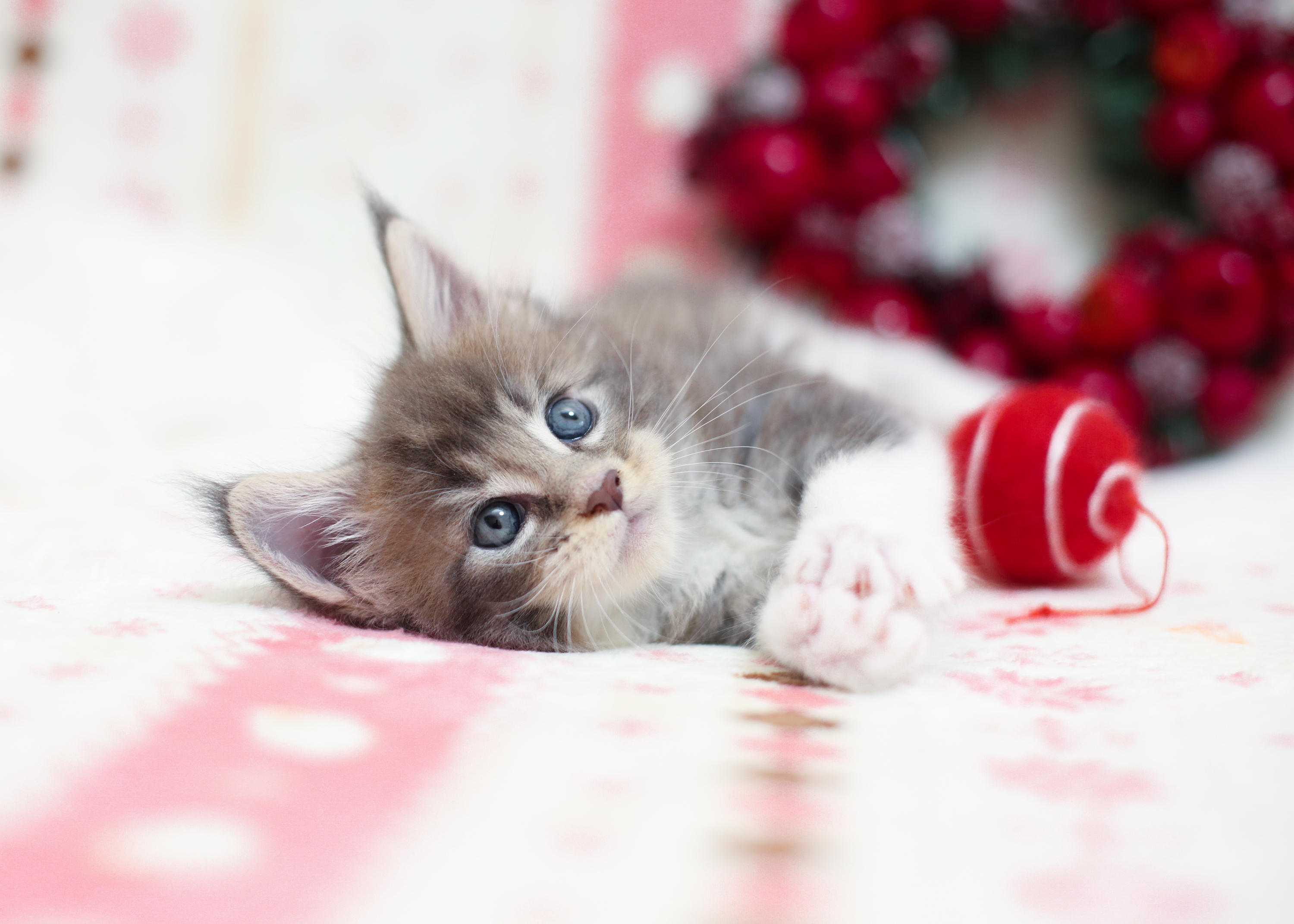 わんにゃんサイトの猫の写真