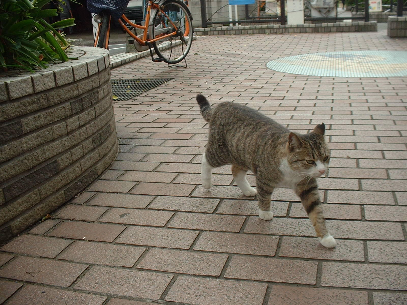 わんにゃんサイトの猫の写真