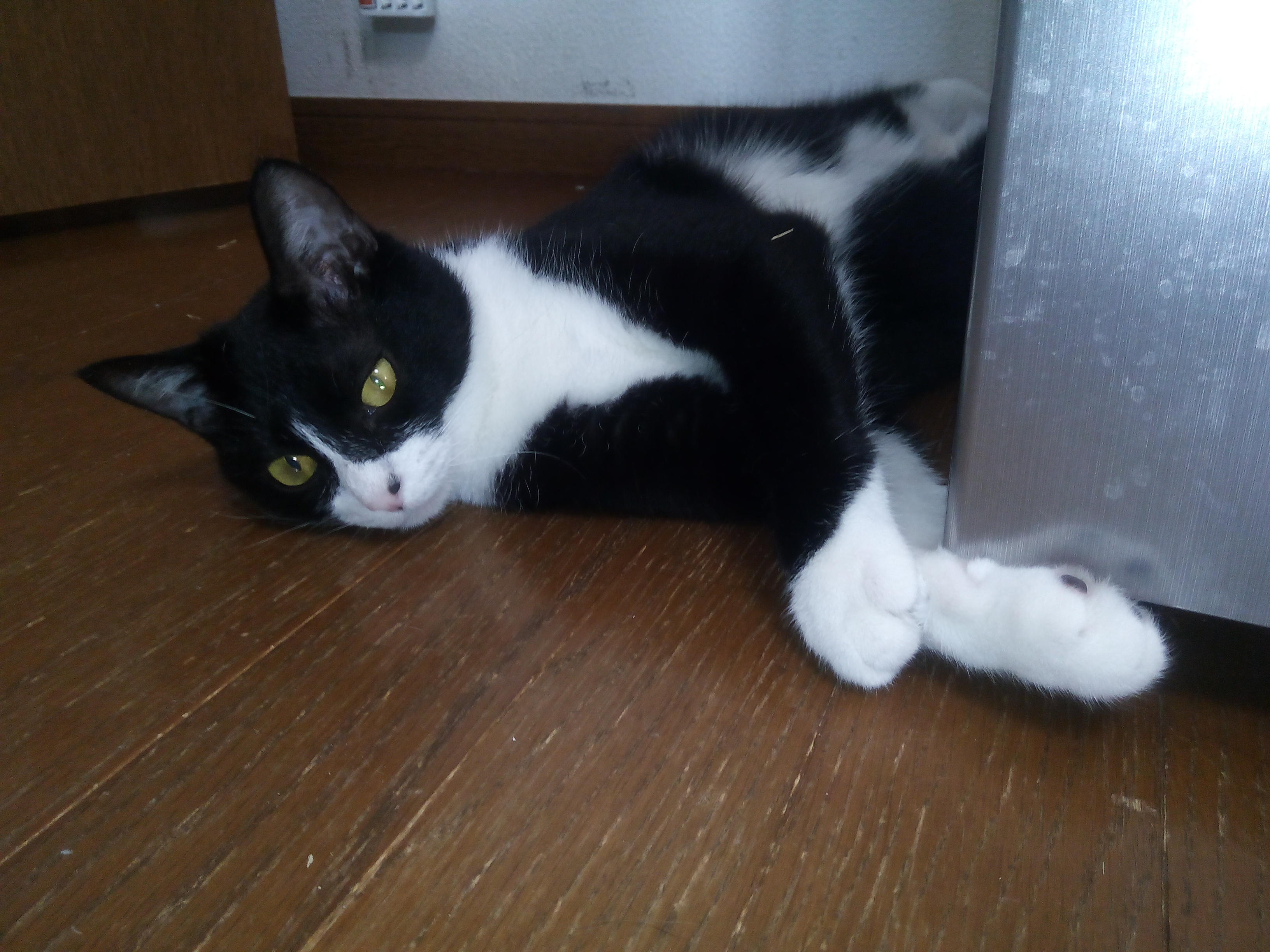 わんにゃんサイトの猫の写真