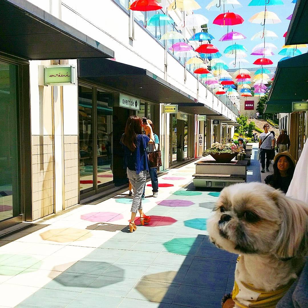 わんにゃんサイトの犬の写真