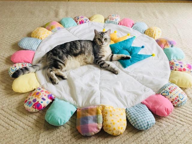 わんにゃんサイトの猫の写真