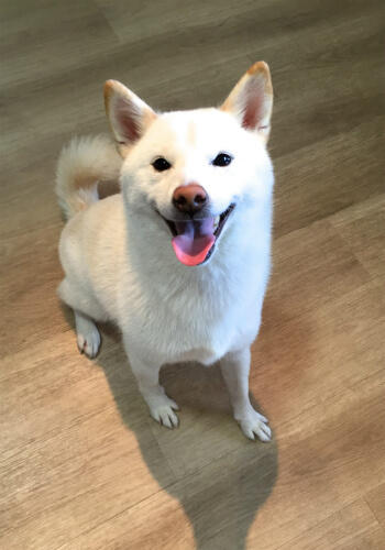 わんにゃんサイトの犬の写真