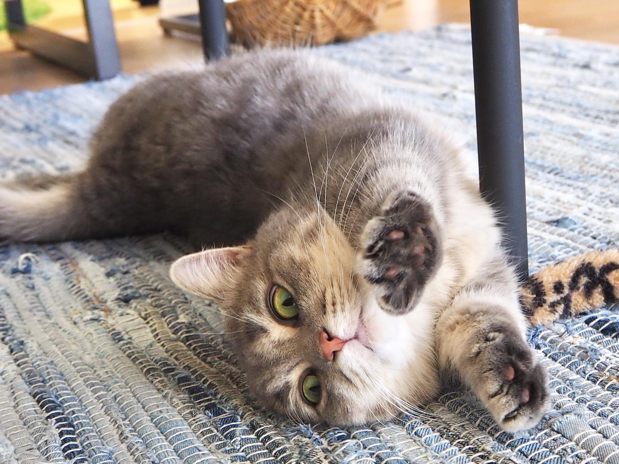 わんにゃんサイトの猫の写真