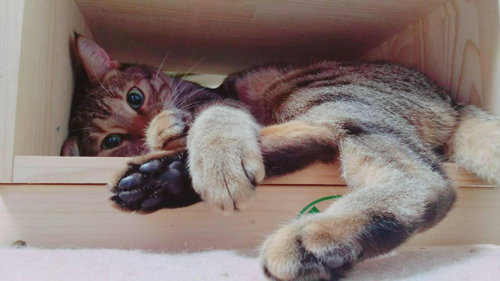 わんにゃんサイトの猫の写真