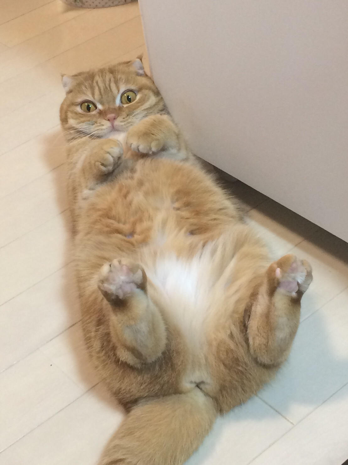 わんにゃんサイトの猫の写真