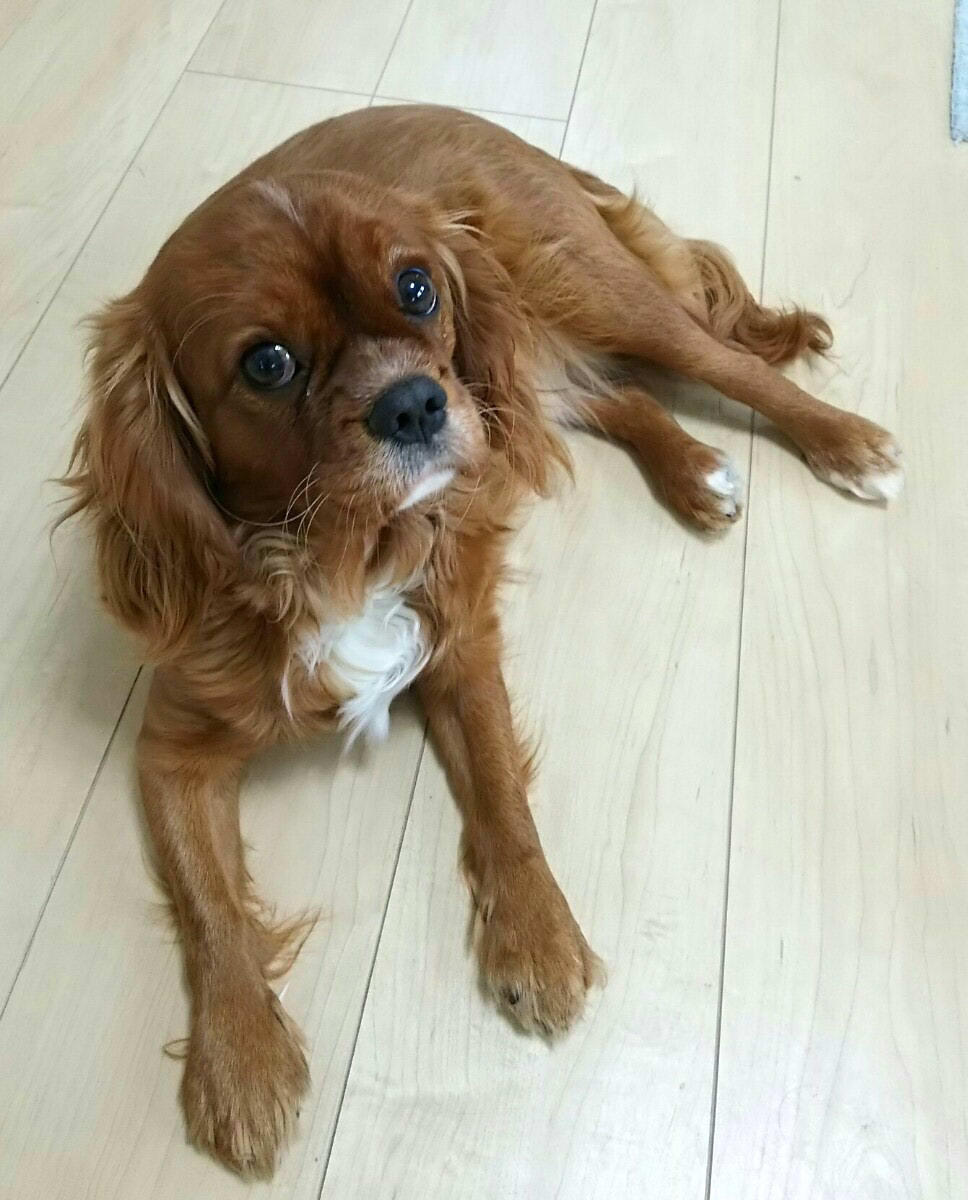 わんにゃんサイトの犬の写真