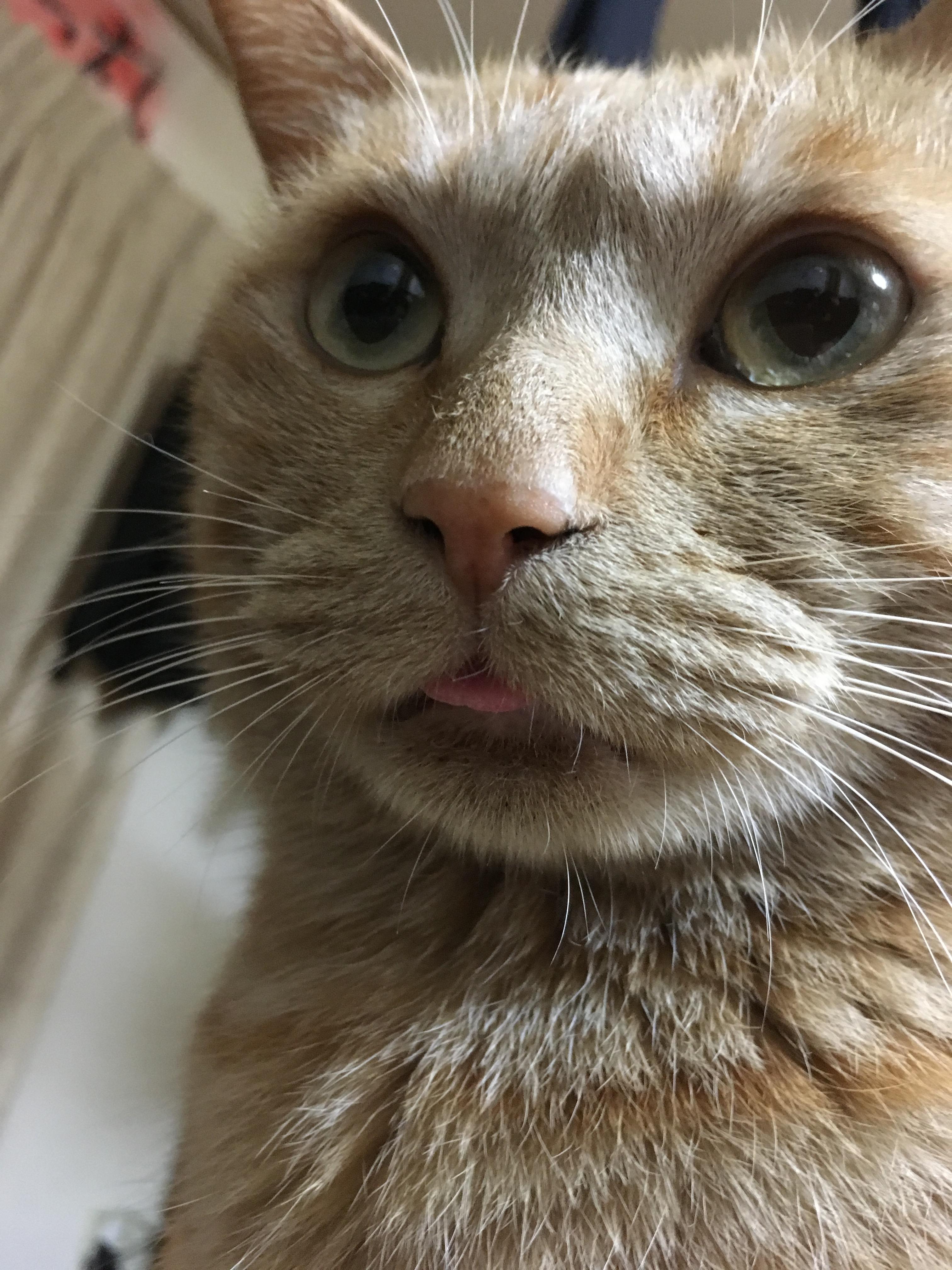 わんにゃんサイトの猫の写真