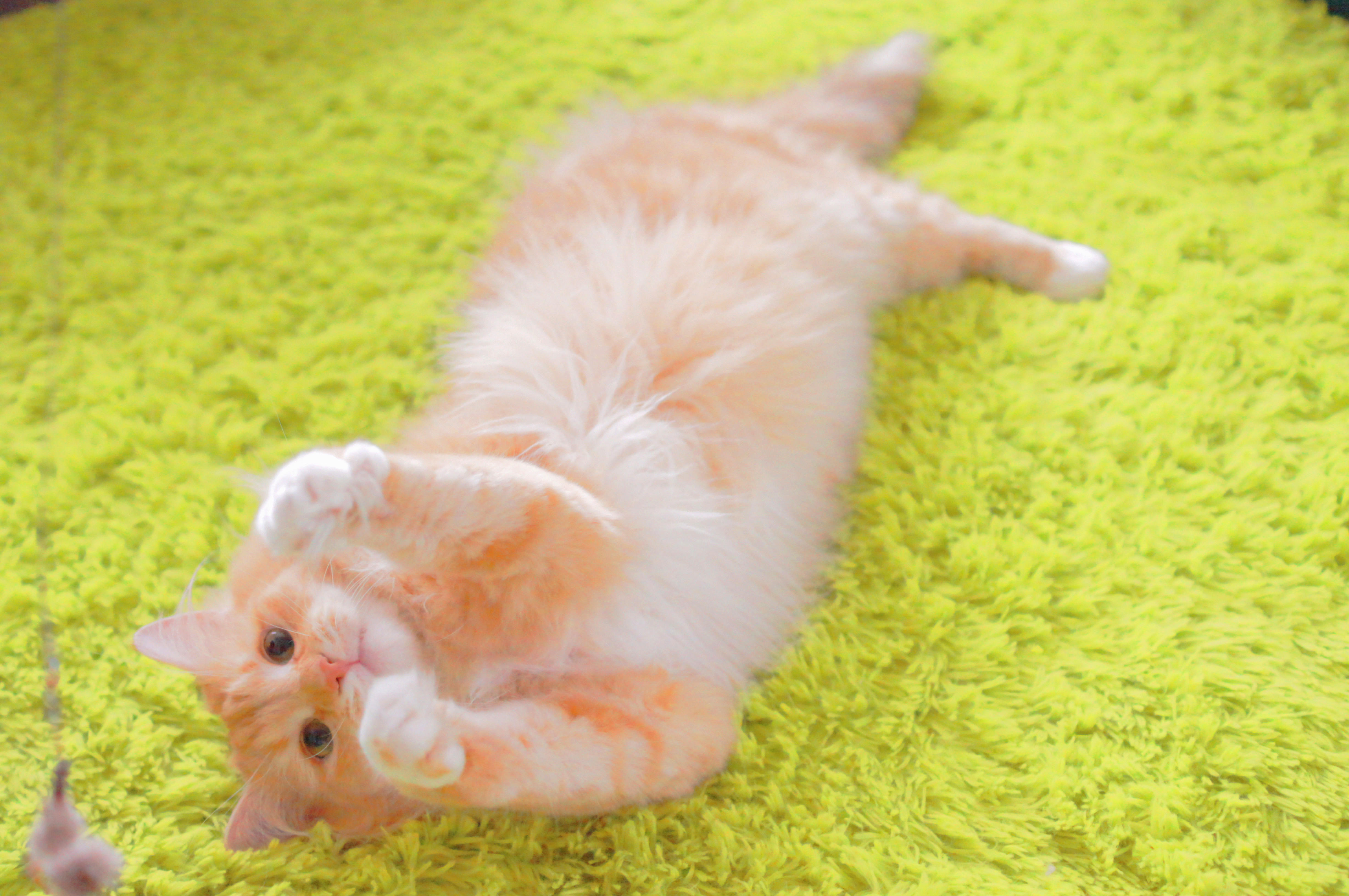 わんにゃんサイトの猫の写真