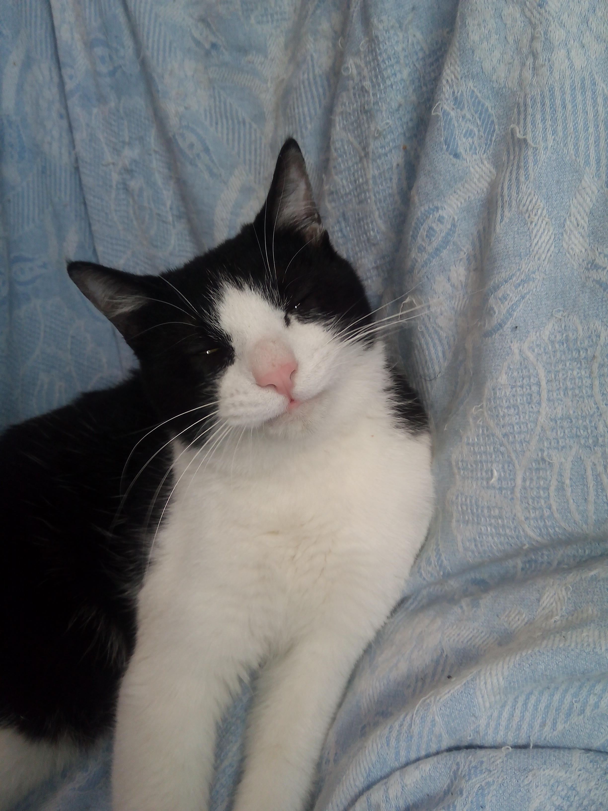 わんにゃんサイトの猫の写真