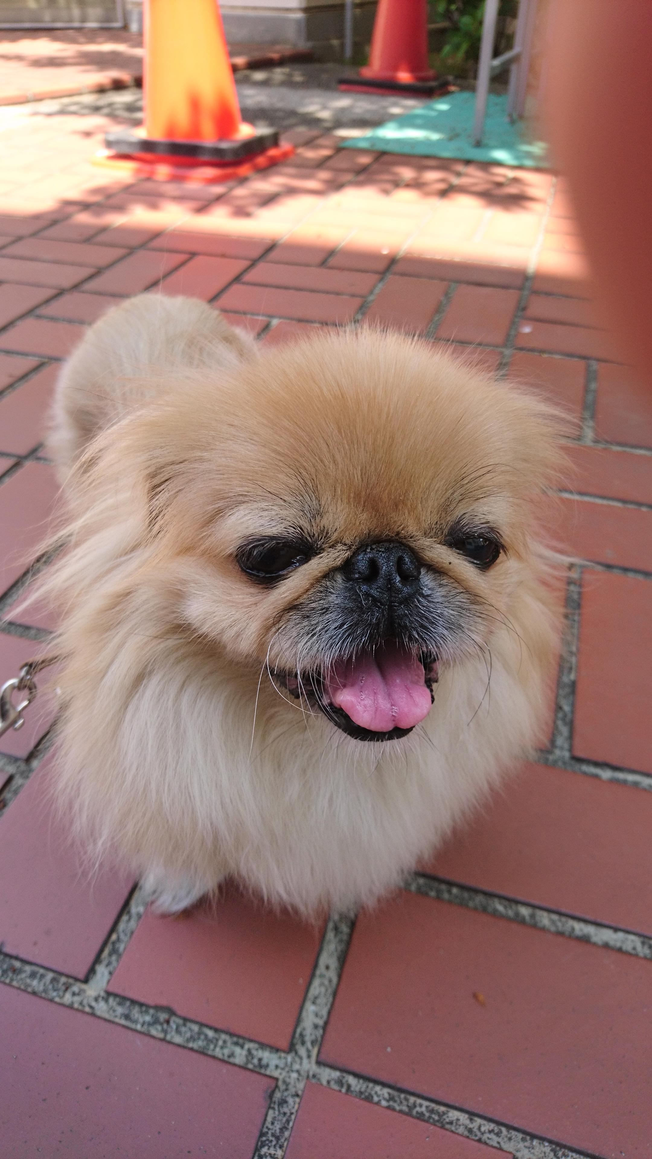 わんにゃんサイトの犬の写真