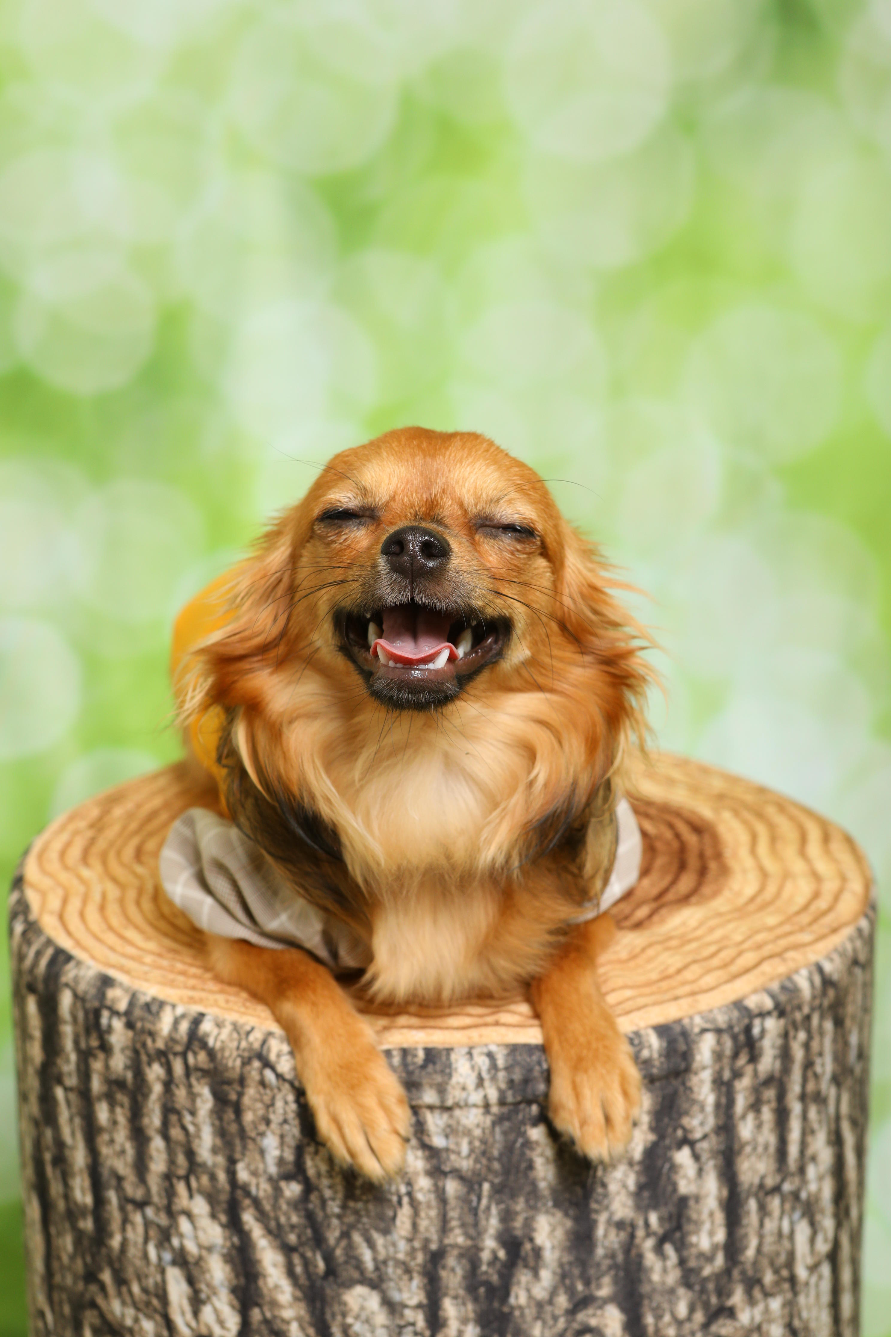 わんにゃんサイトの犬の写真