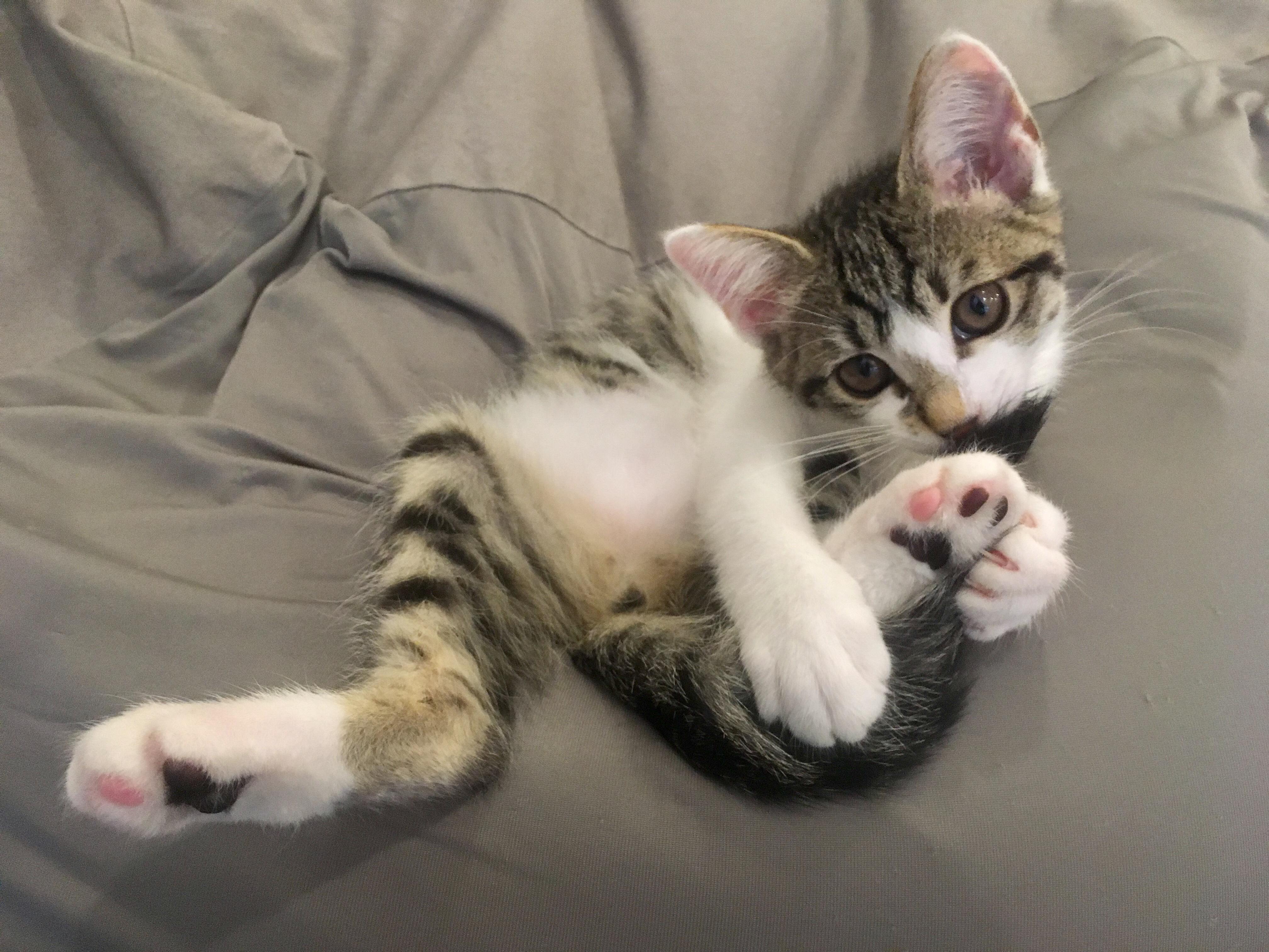 わんにゃんサイトの猫の写真