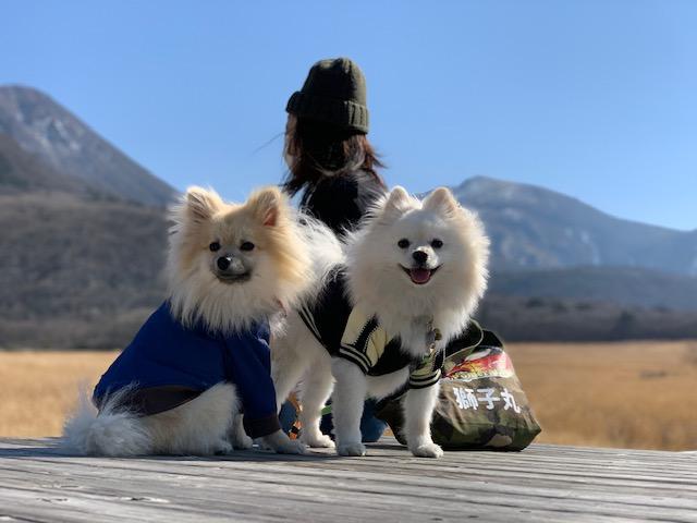 わんにゃんサイトの犬の写真