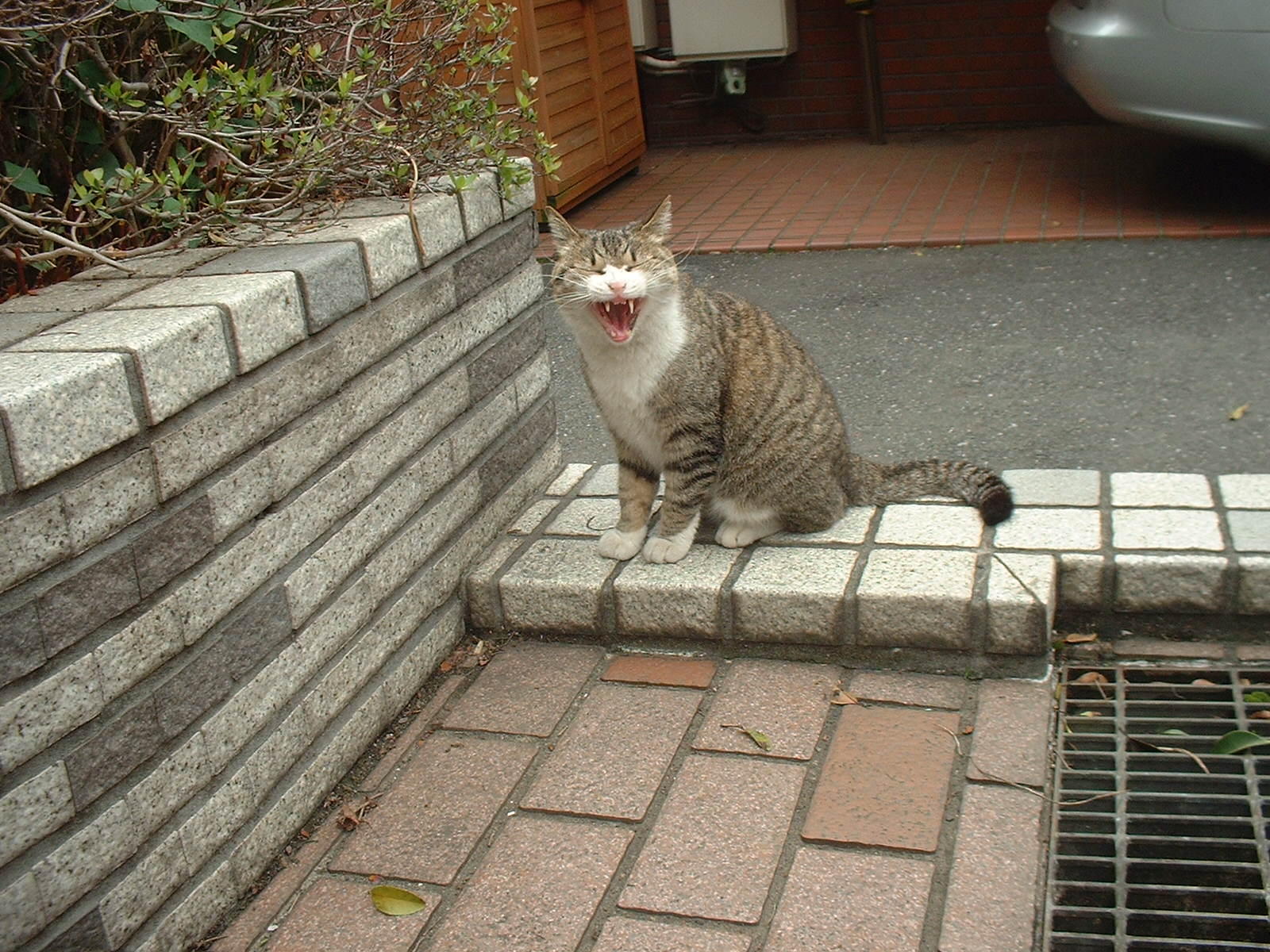 わんにゃんサイトの猫の写真