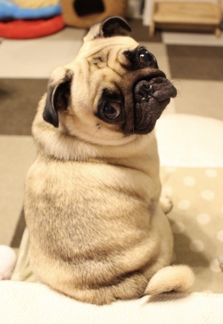 わんにゃんサイトの犬の写真