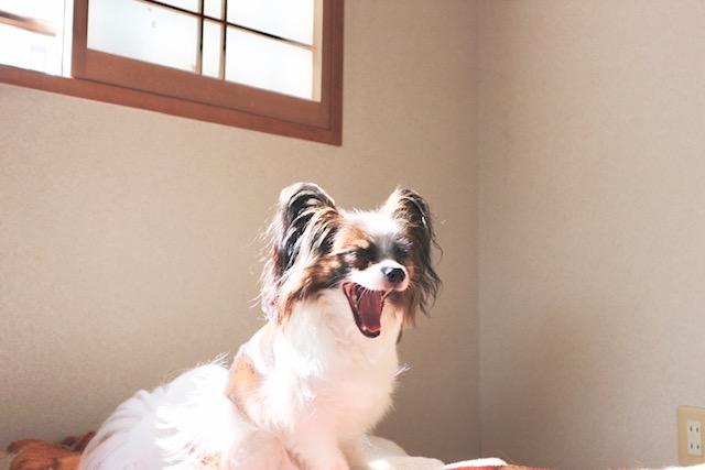 わんにゃんサイトの犬の写真