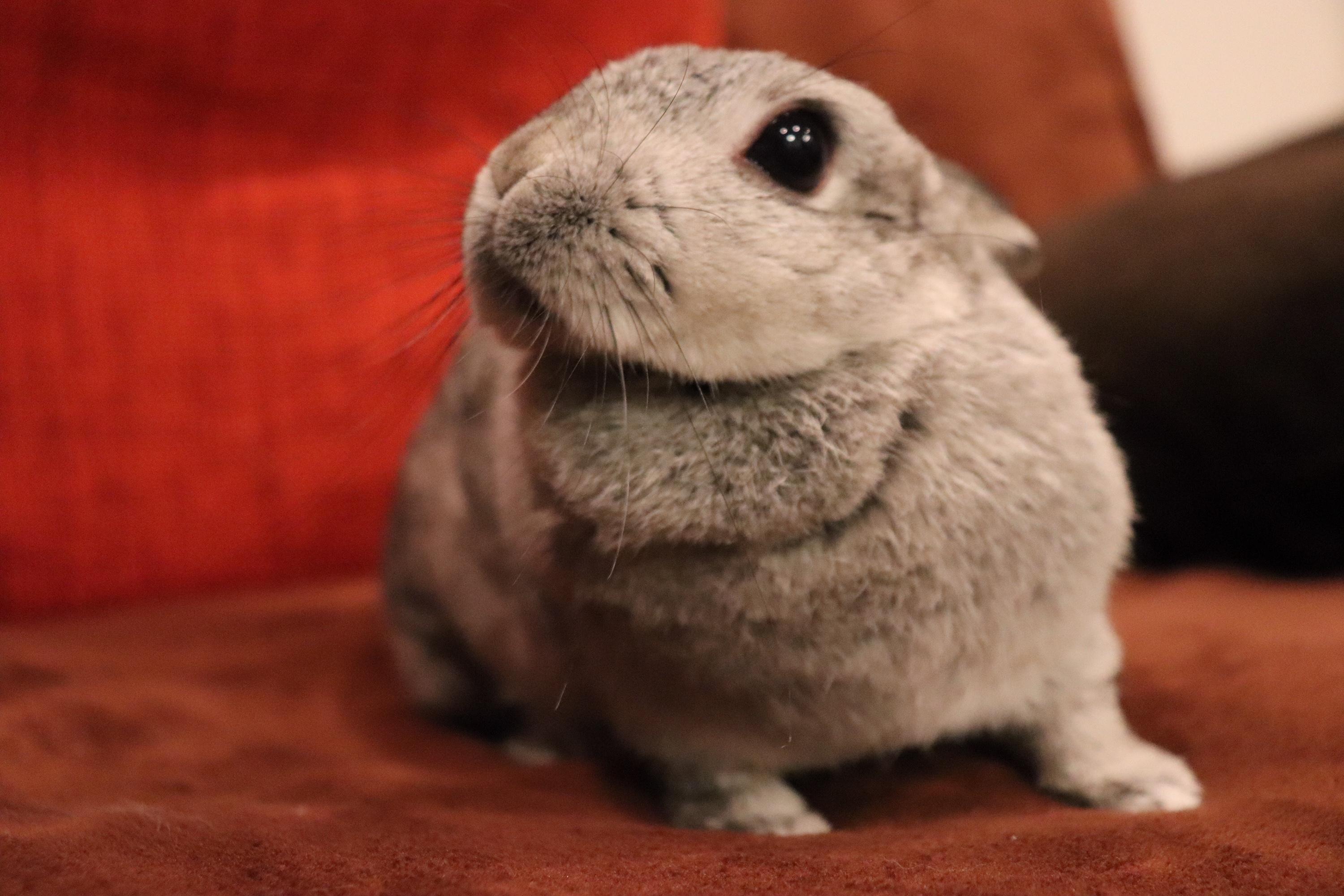 わんにゃんサイトのその他の写真