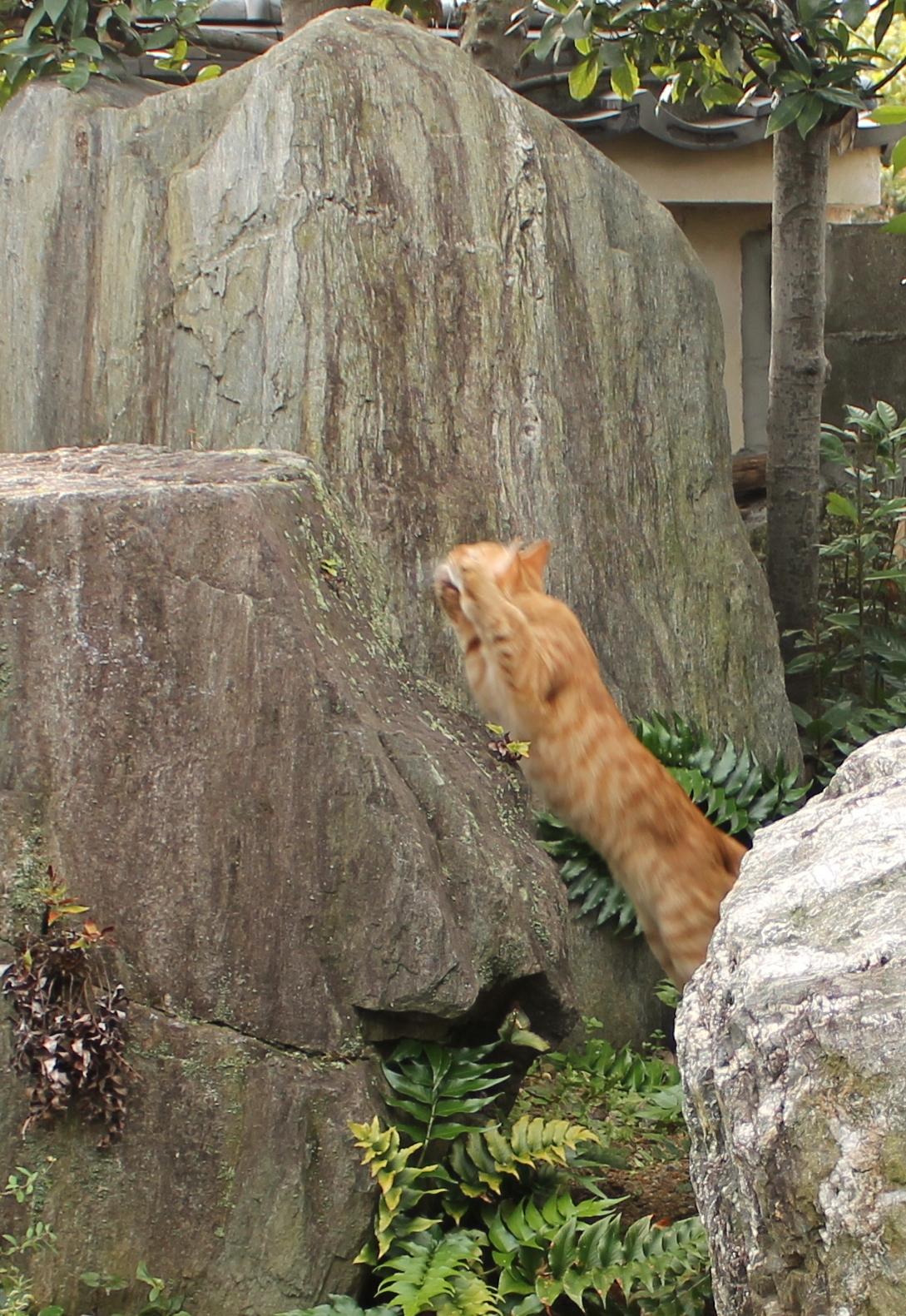 わんにゃんサイトの猫の写真