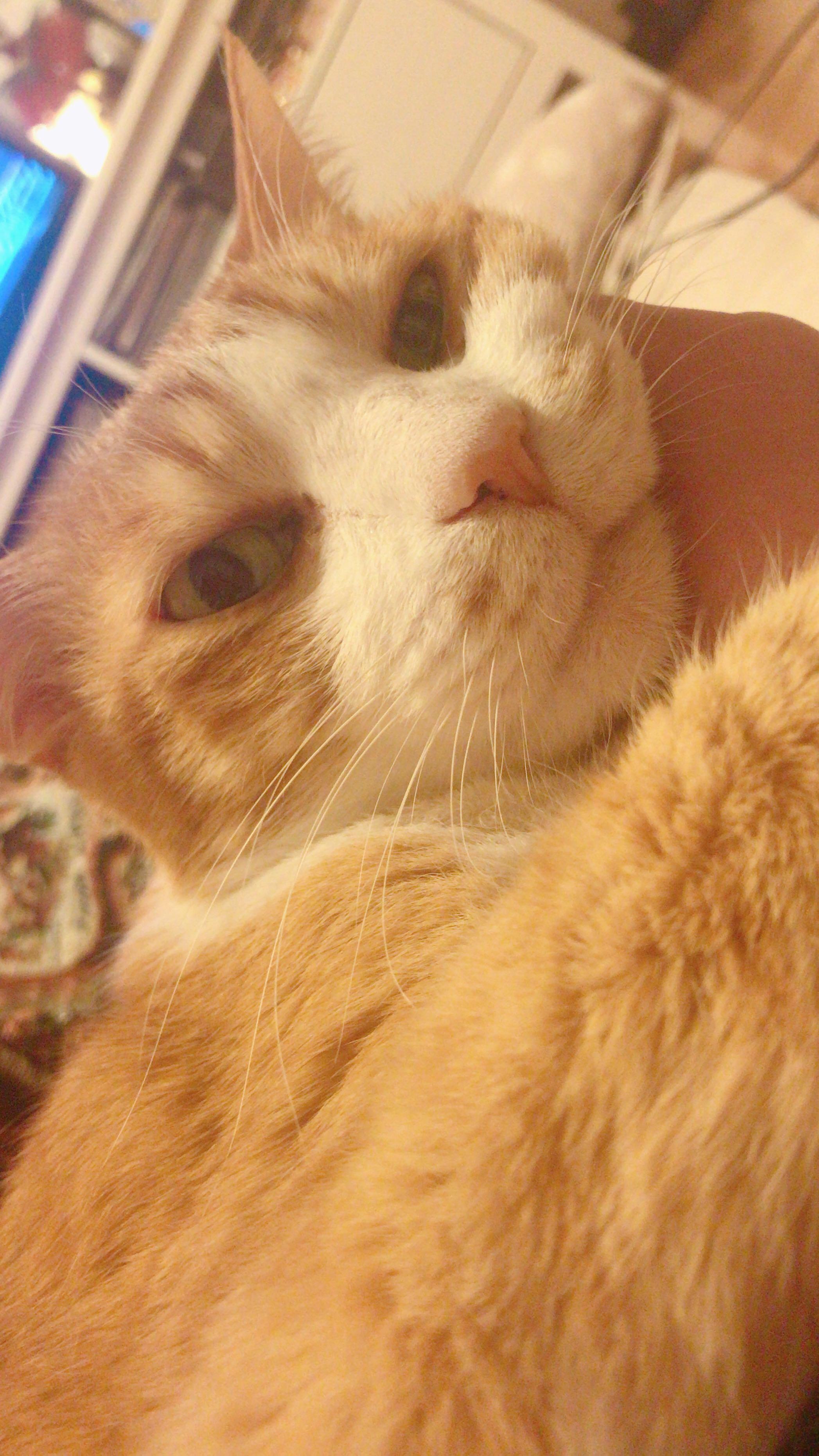 わんにゃんサイトの猫の写真