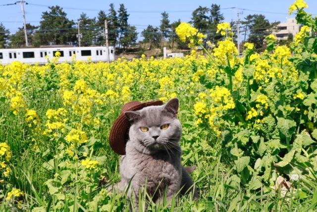 わんにゃんサイトの猫の写真