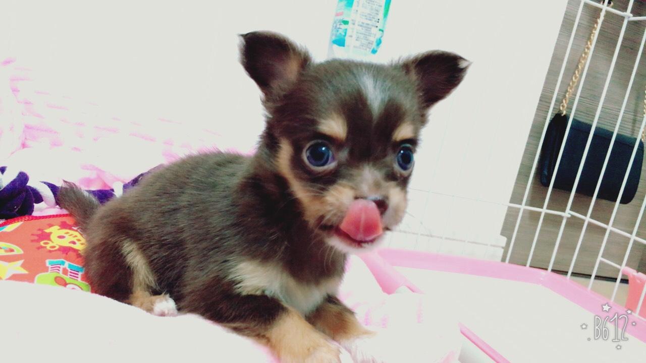 わんにゃんサイトの犬の写真