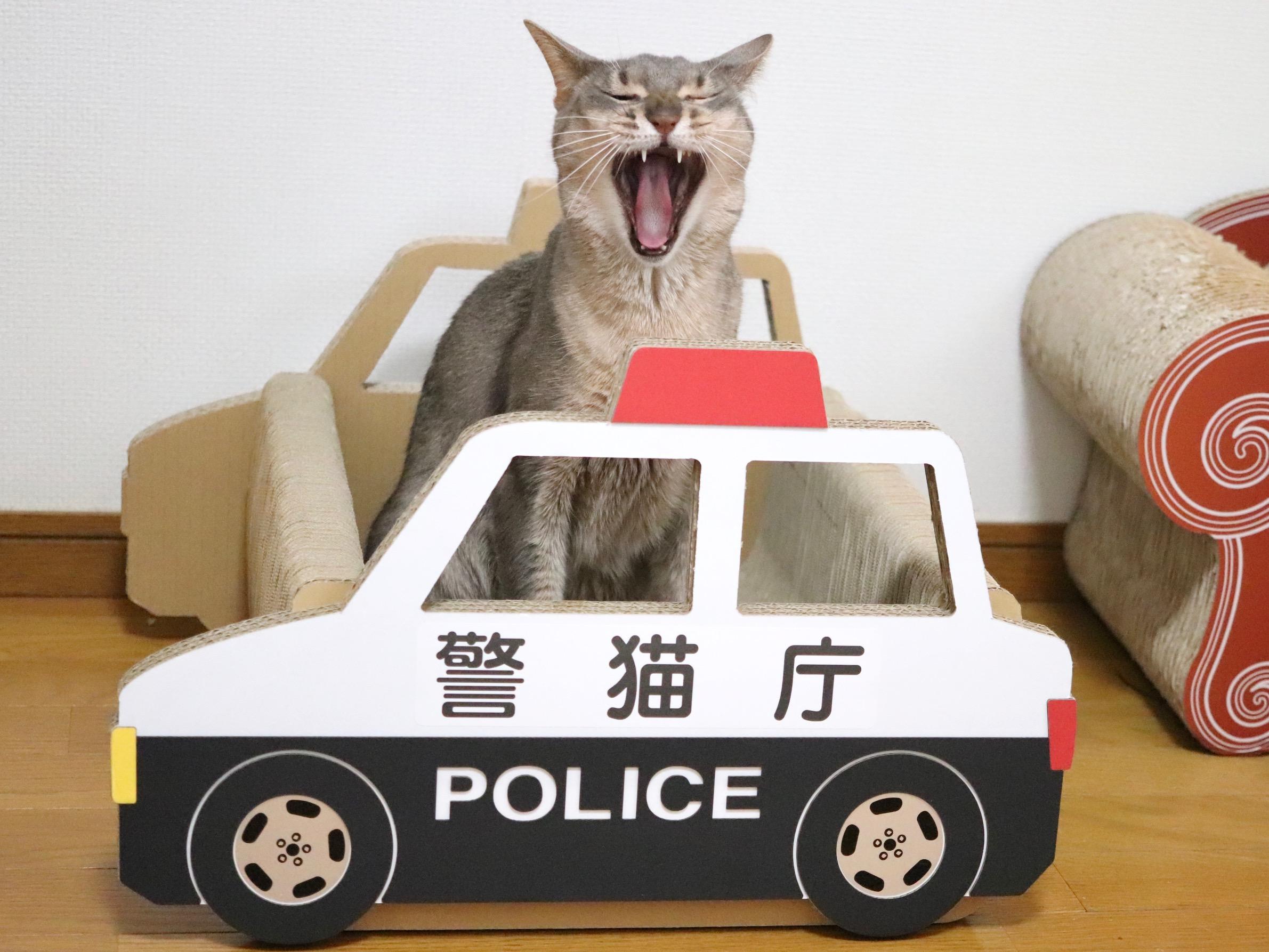 わんにゃんサイトの猫の写真