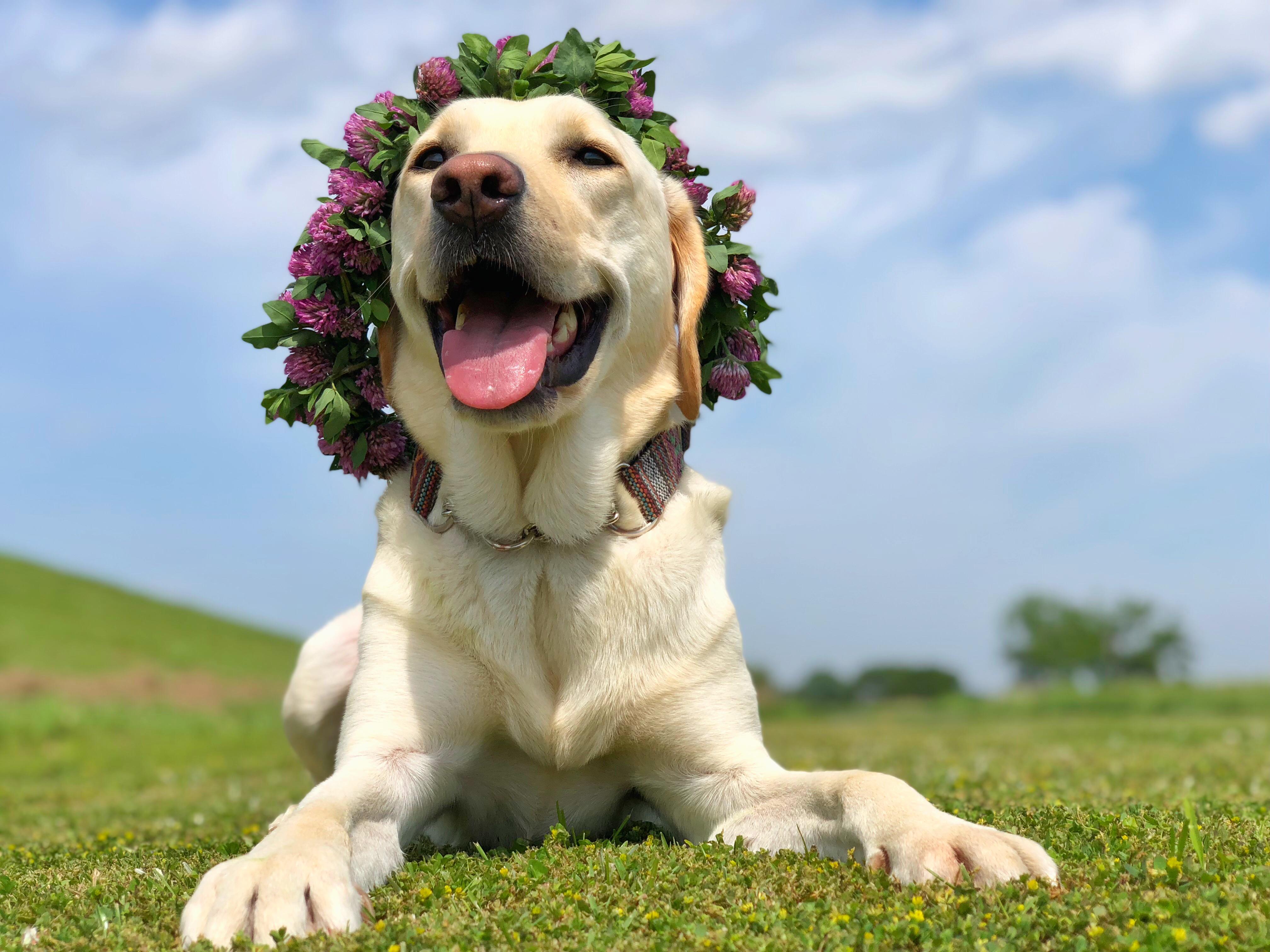 わんにゃんサイトの犬の写真