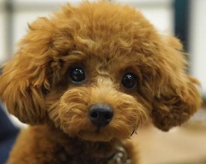 わんにゃんサイトの犬の写真