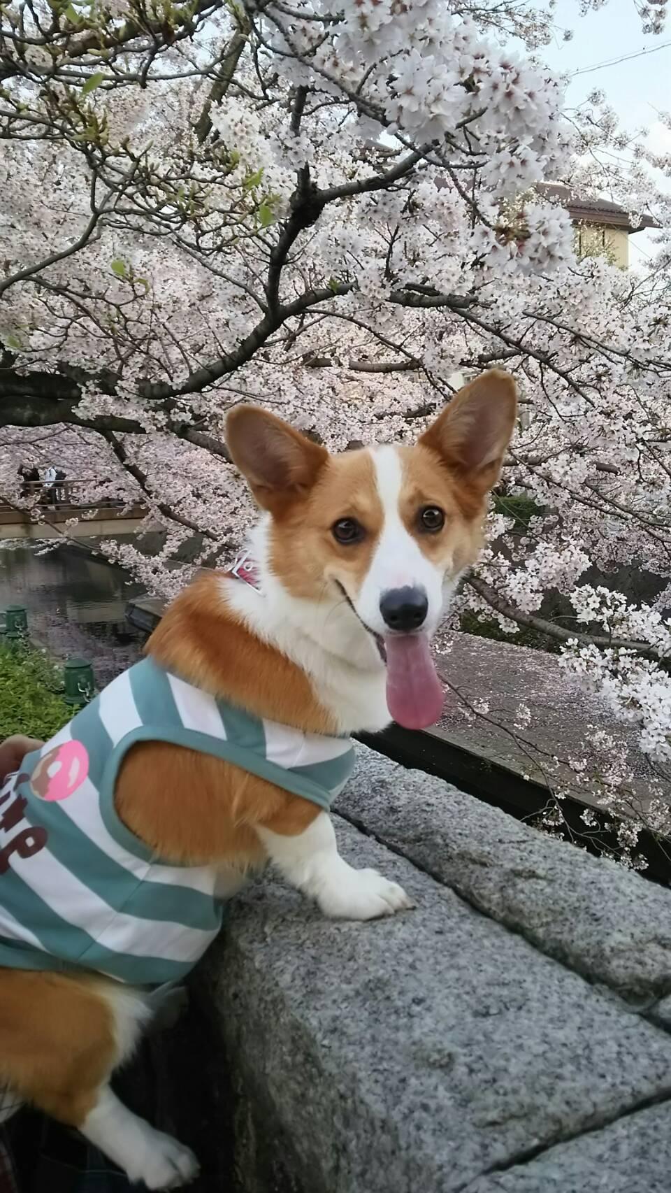 わんにゃんサイトの犬の写真