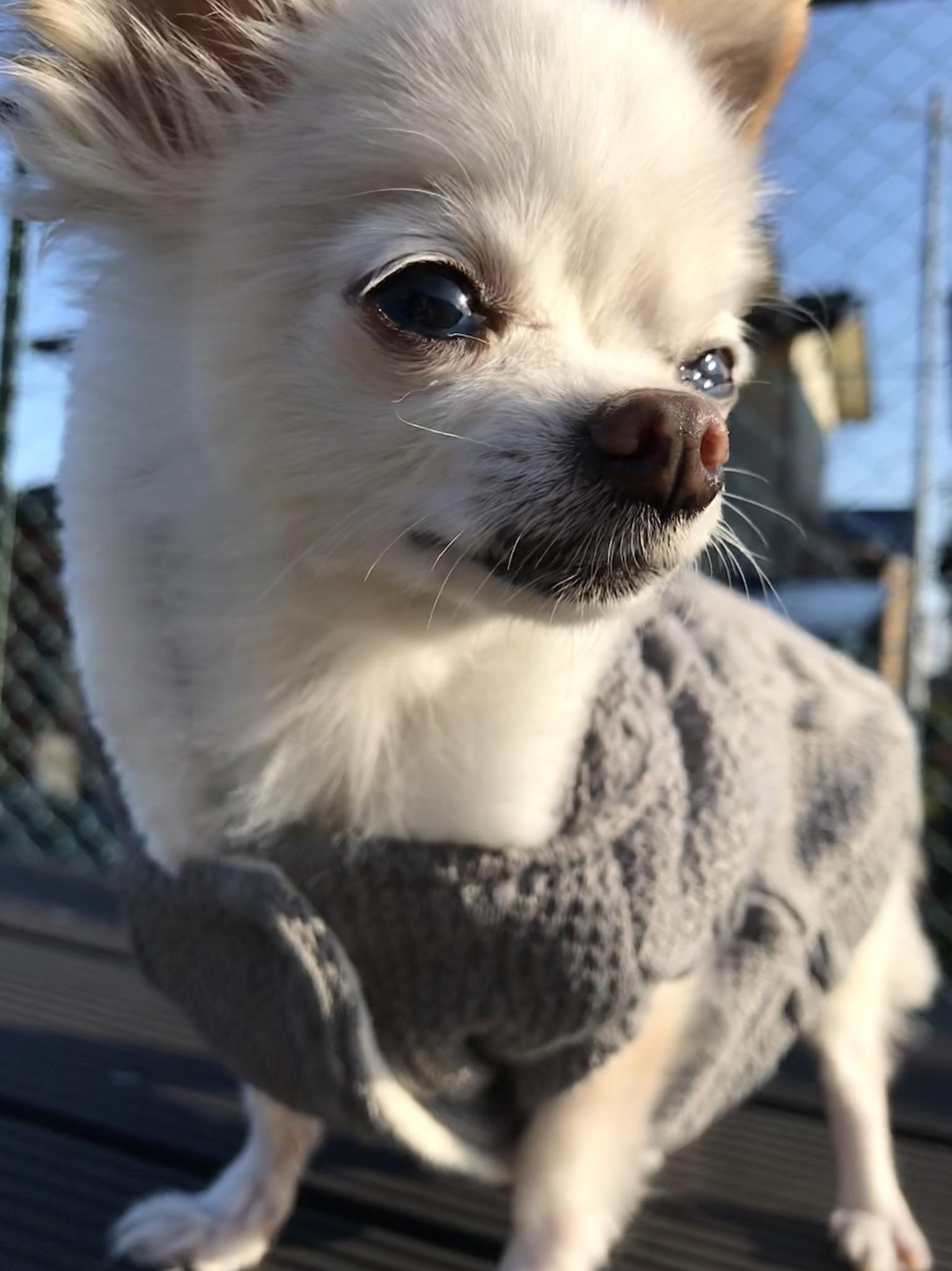 わんにゃんサイトの犬の写真