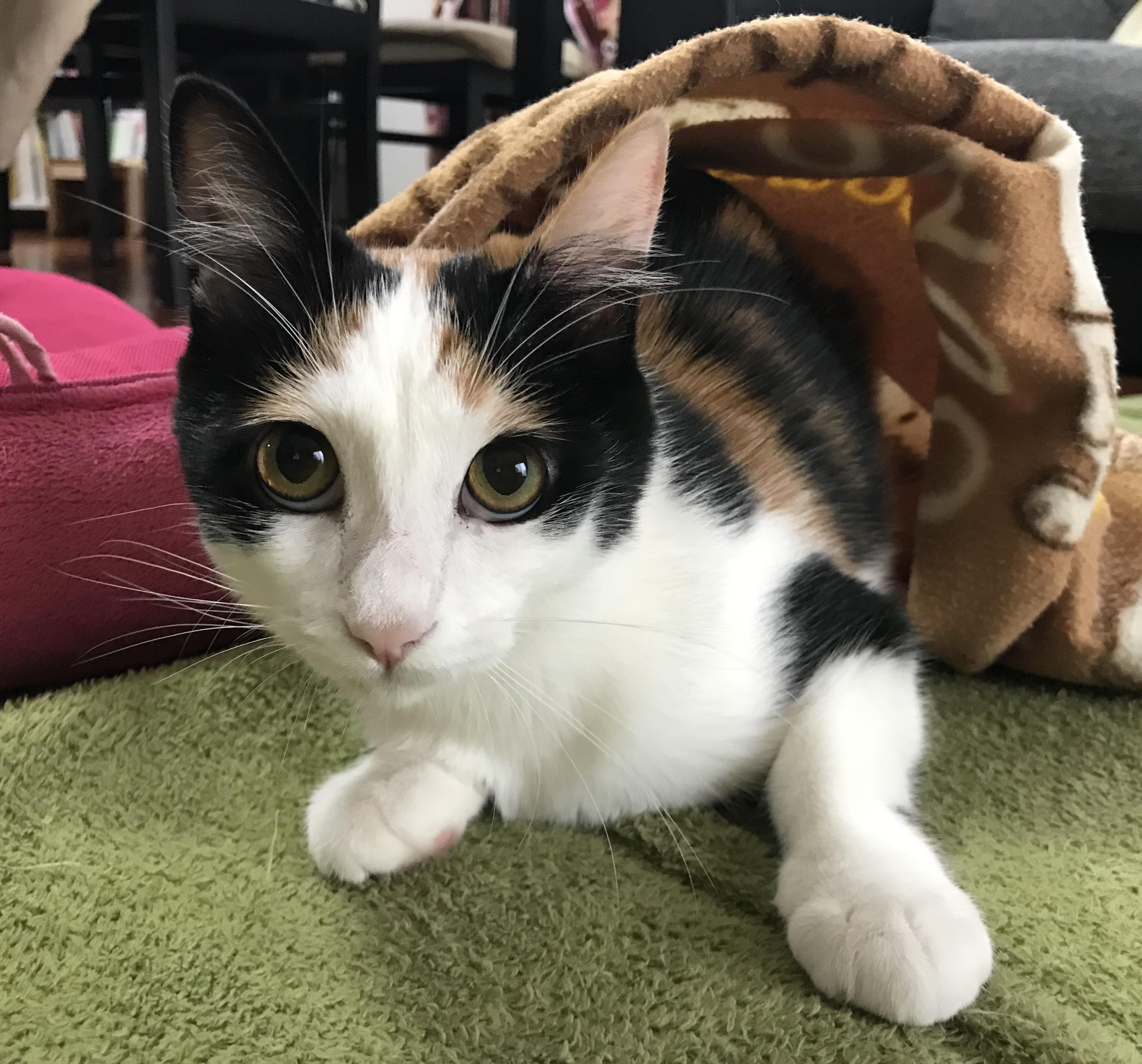 わんにゃんサイトの猫の写真