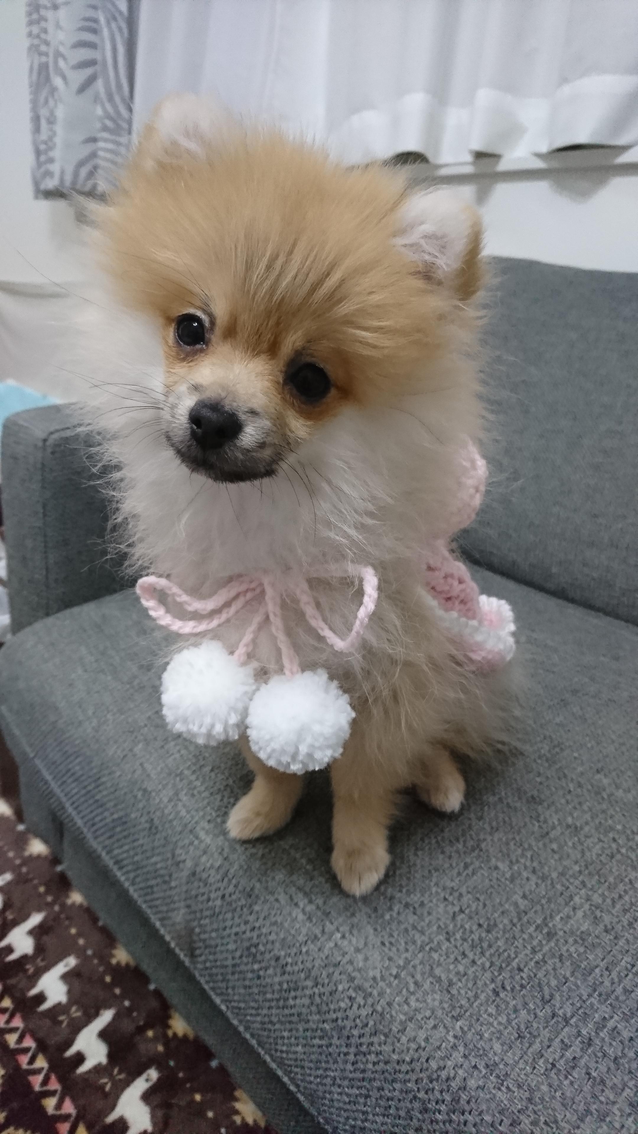 わんにゃんサイトの犬の写真