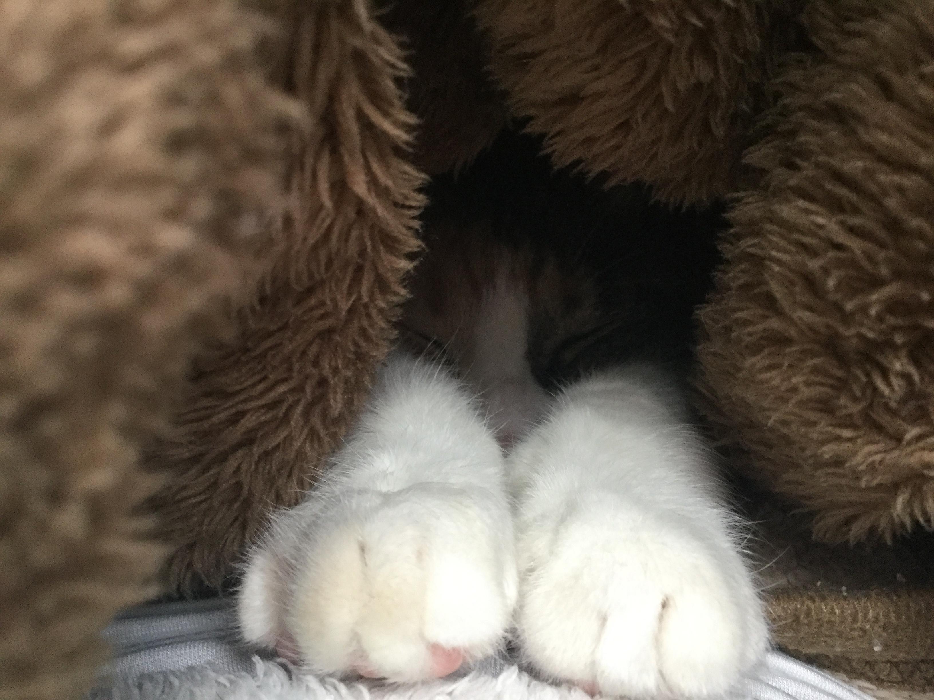 わんにゃんサイトの猫の写真