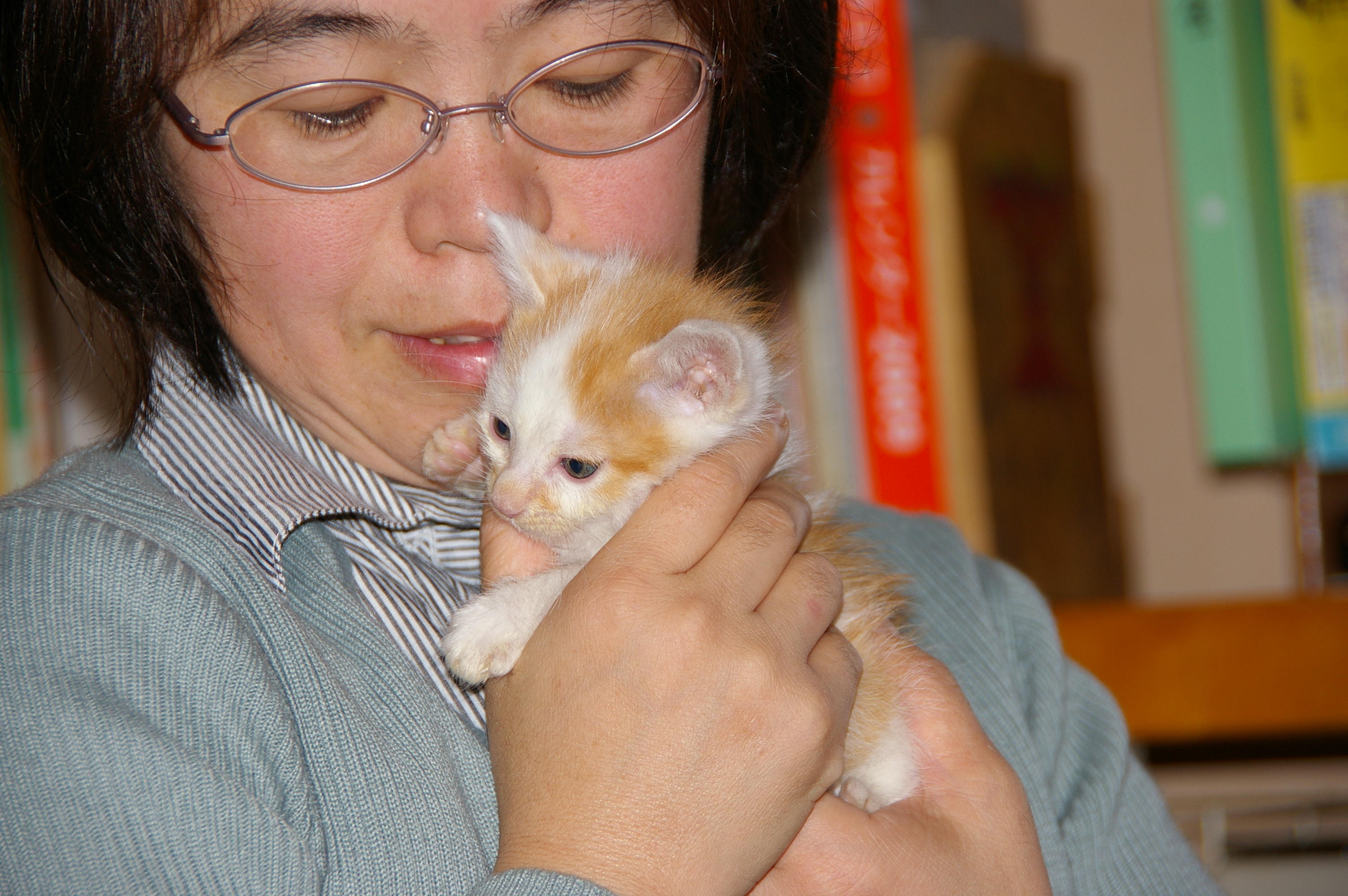 わんにゃんサイトの猫の写真