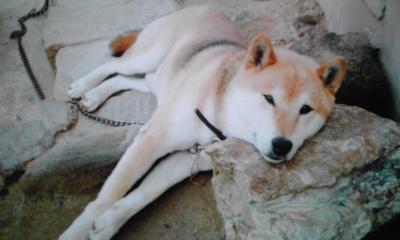 わんにゃんサイトの犬の写真