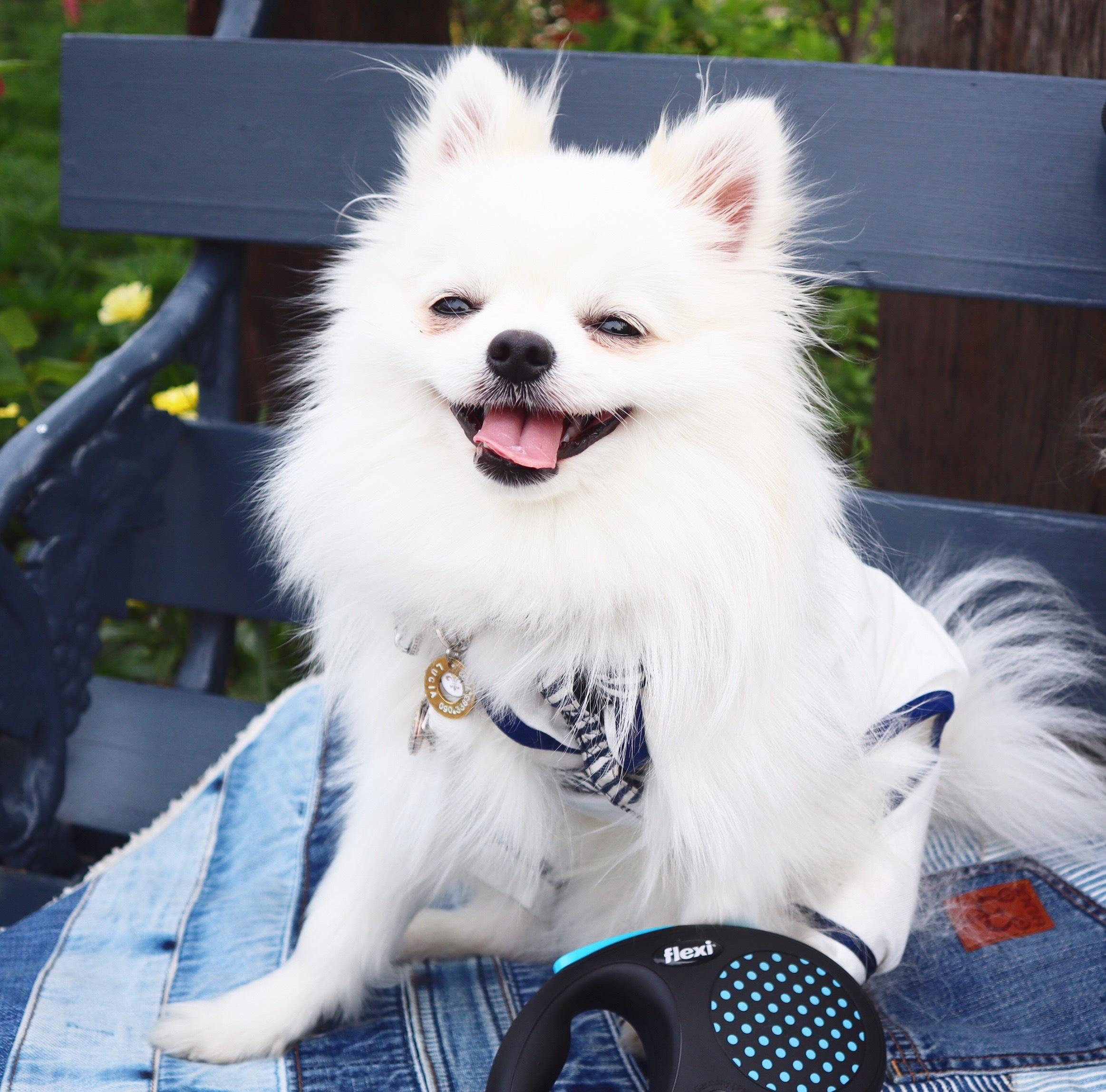 わんにゃんサイトの犬の写真