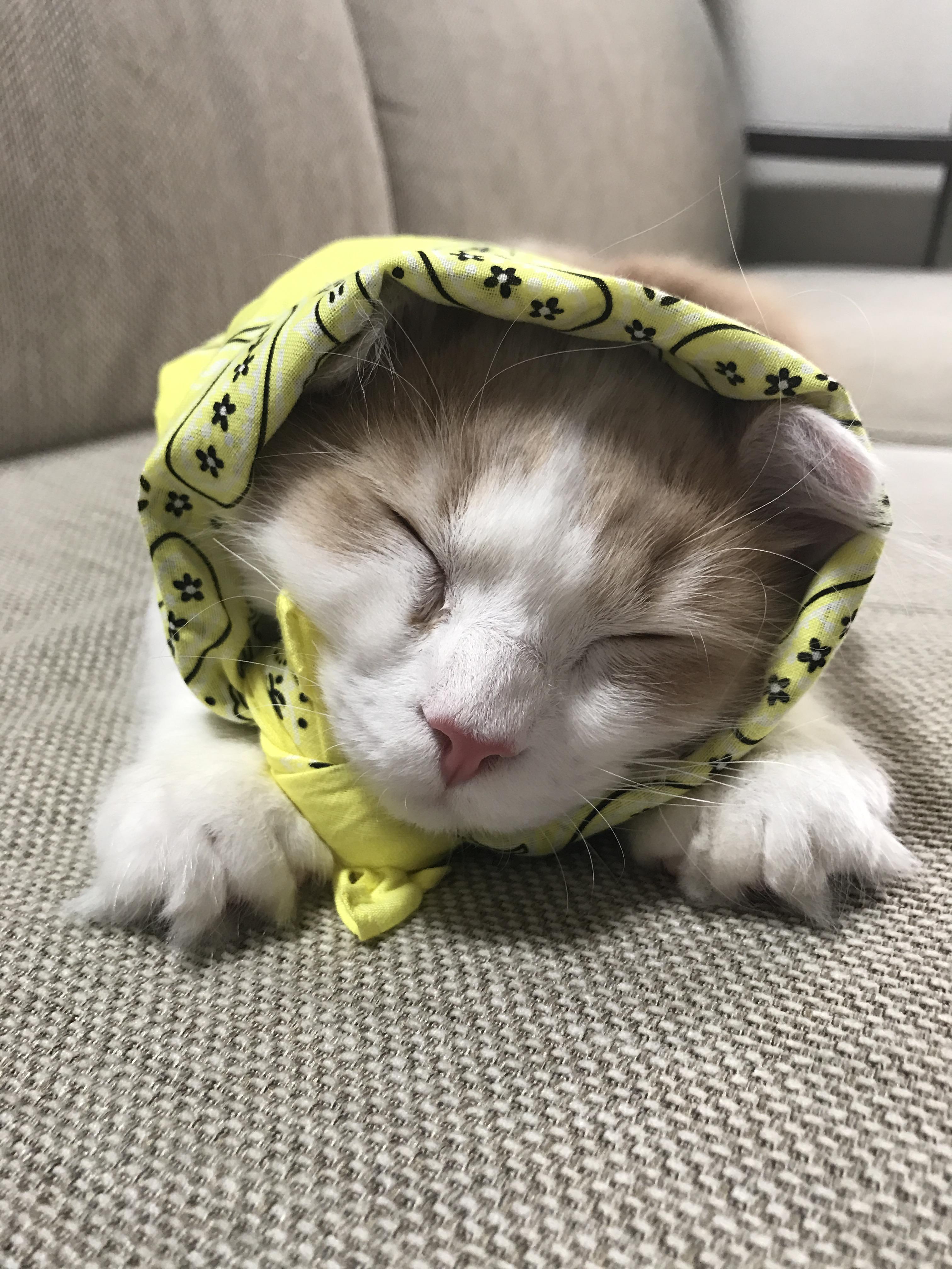 わんにゃんサイトの猫の写真