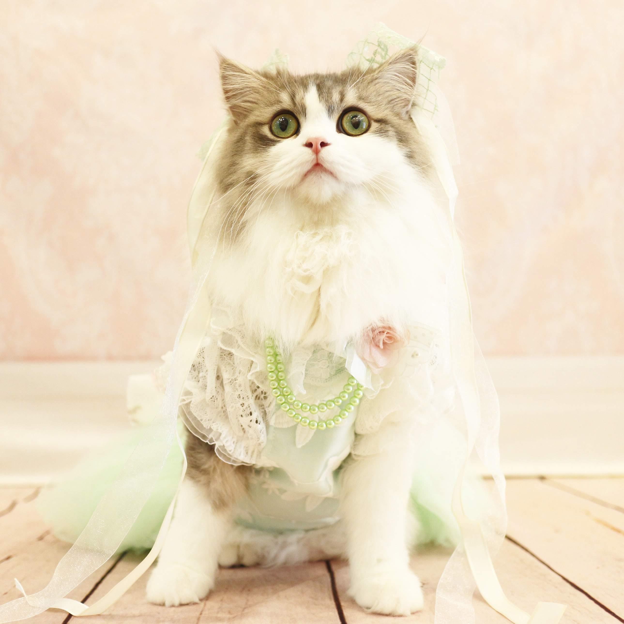 わんにゃんサイトの猫の写真