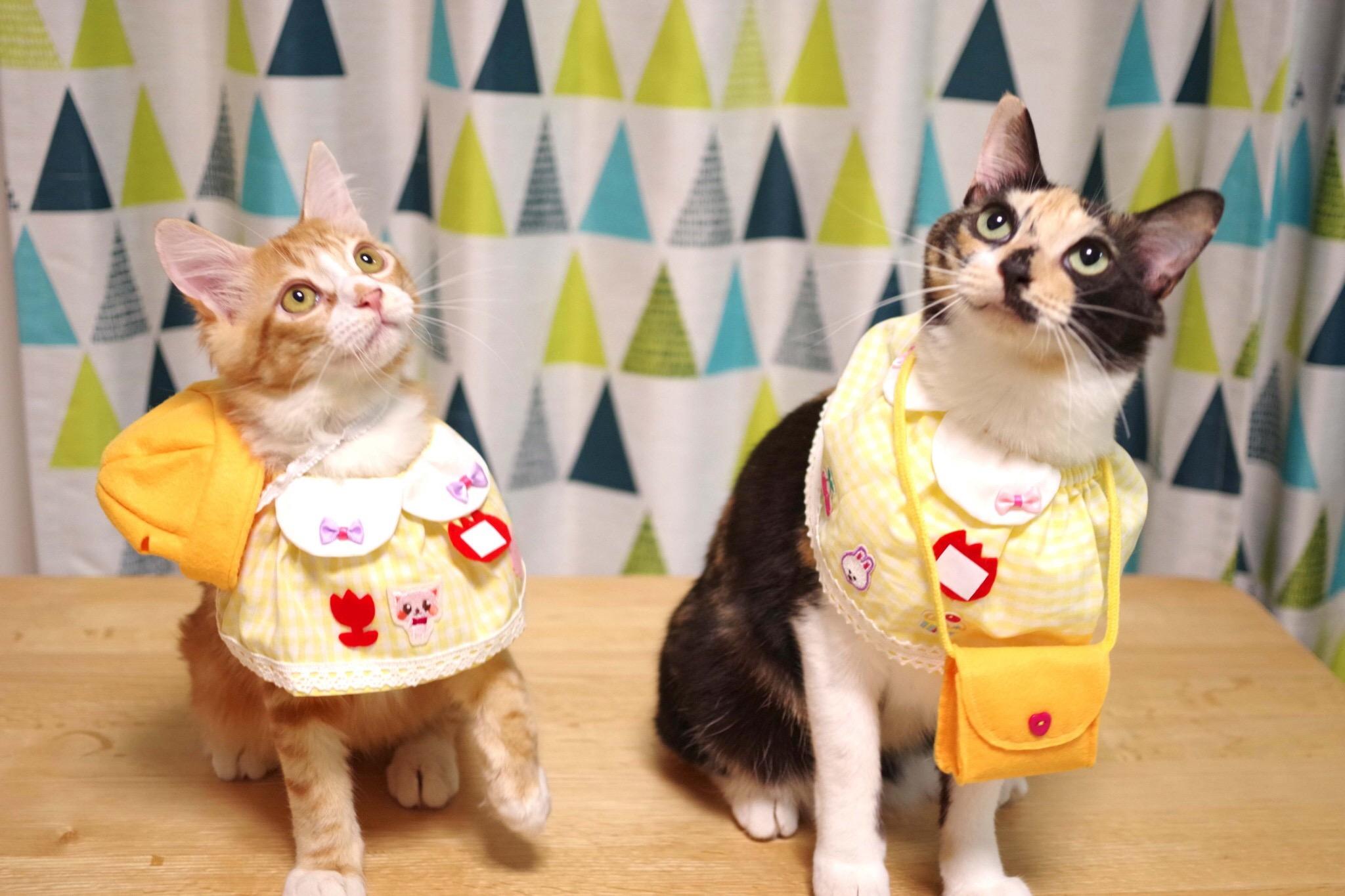 わんにゃんサイトの猫の写真