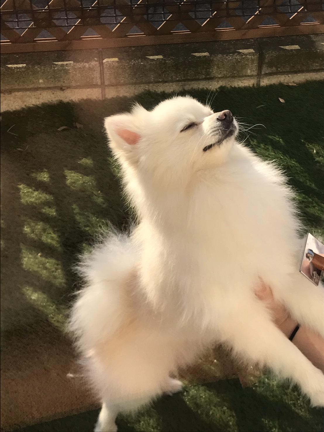 わんにゃんサイトの犬の写真