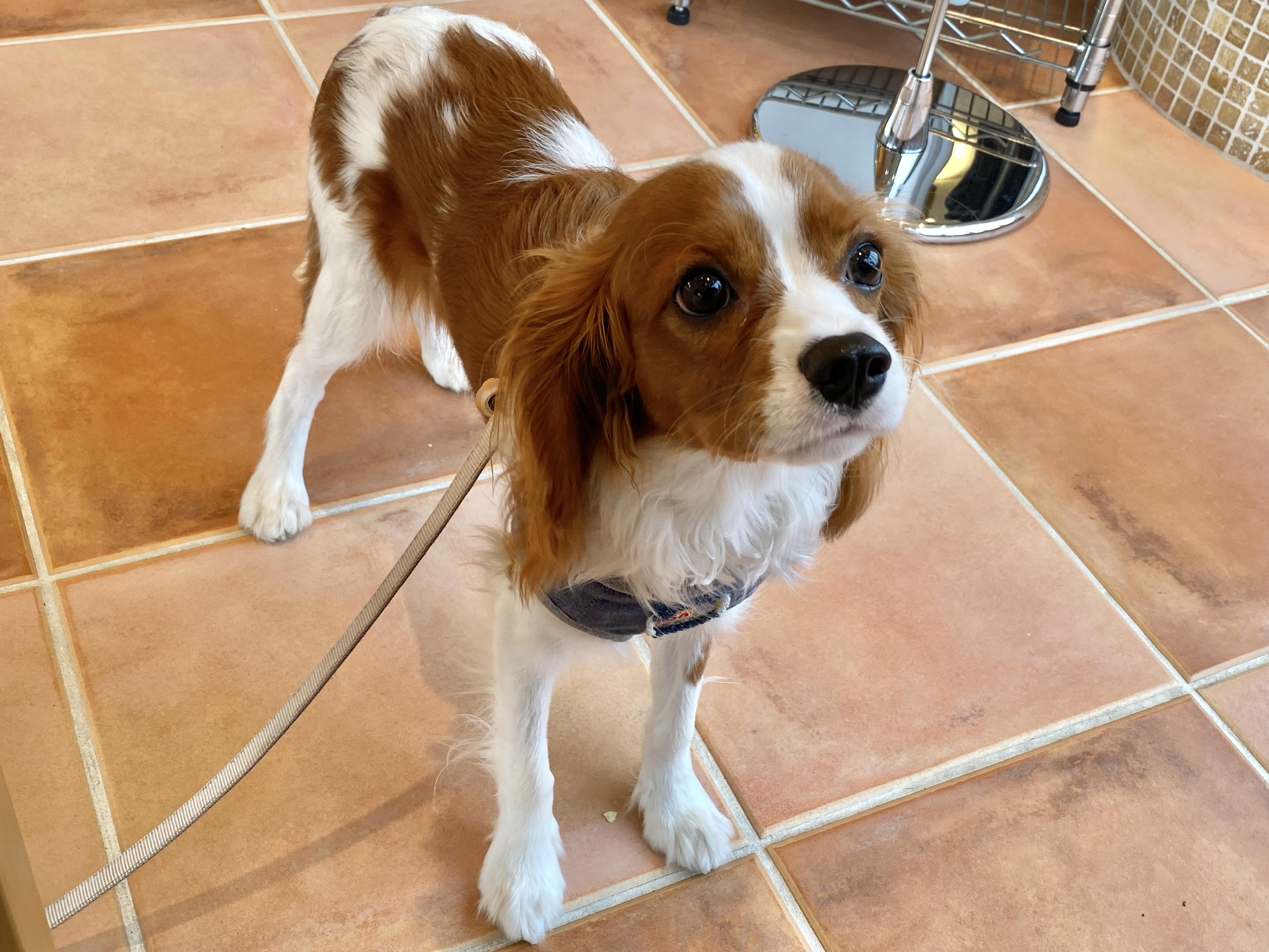 わんにゃんサイトの犬の写真