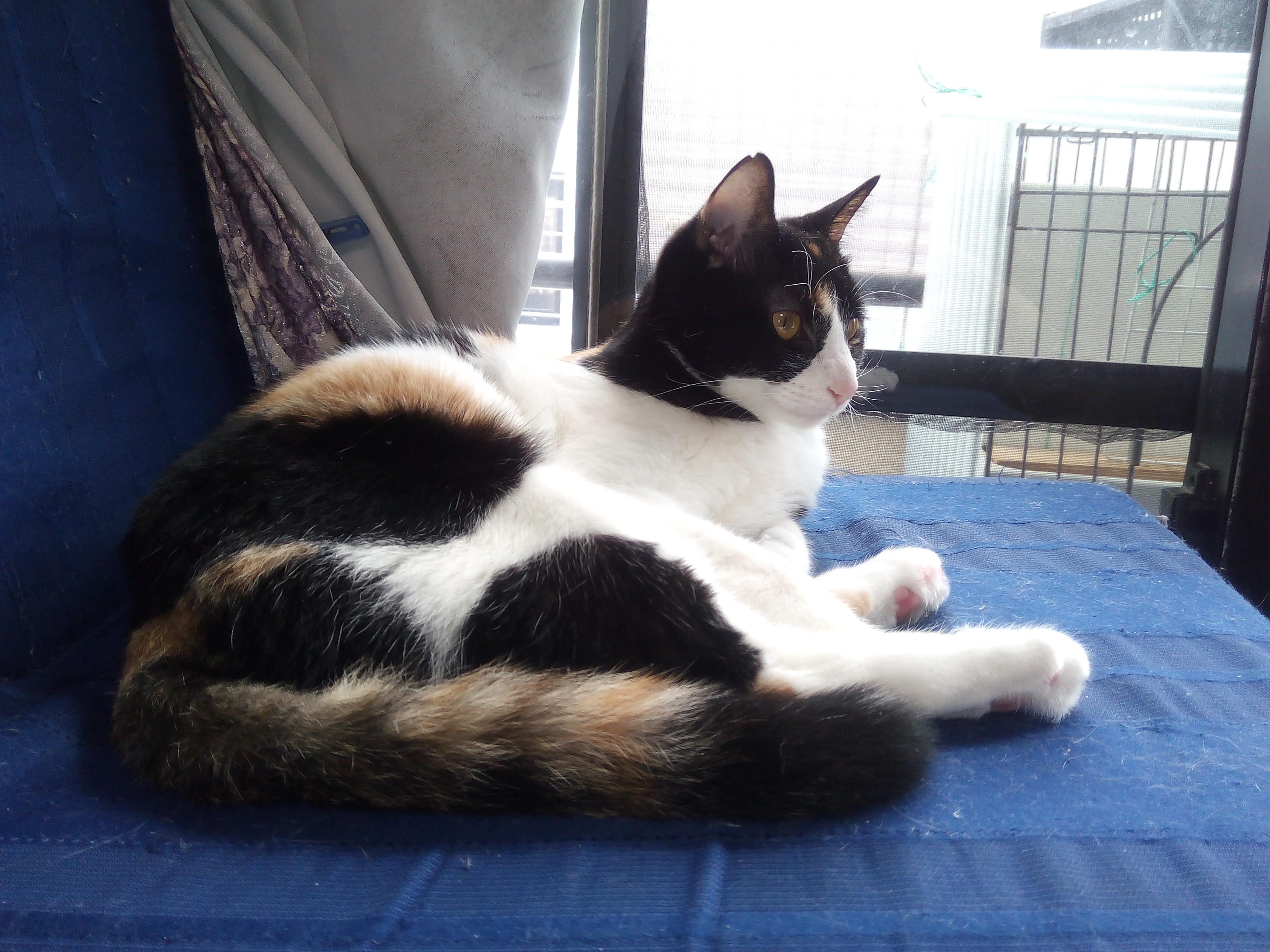 わんにゃんサイトの猫の写真