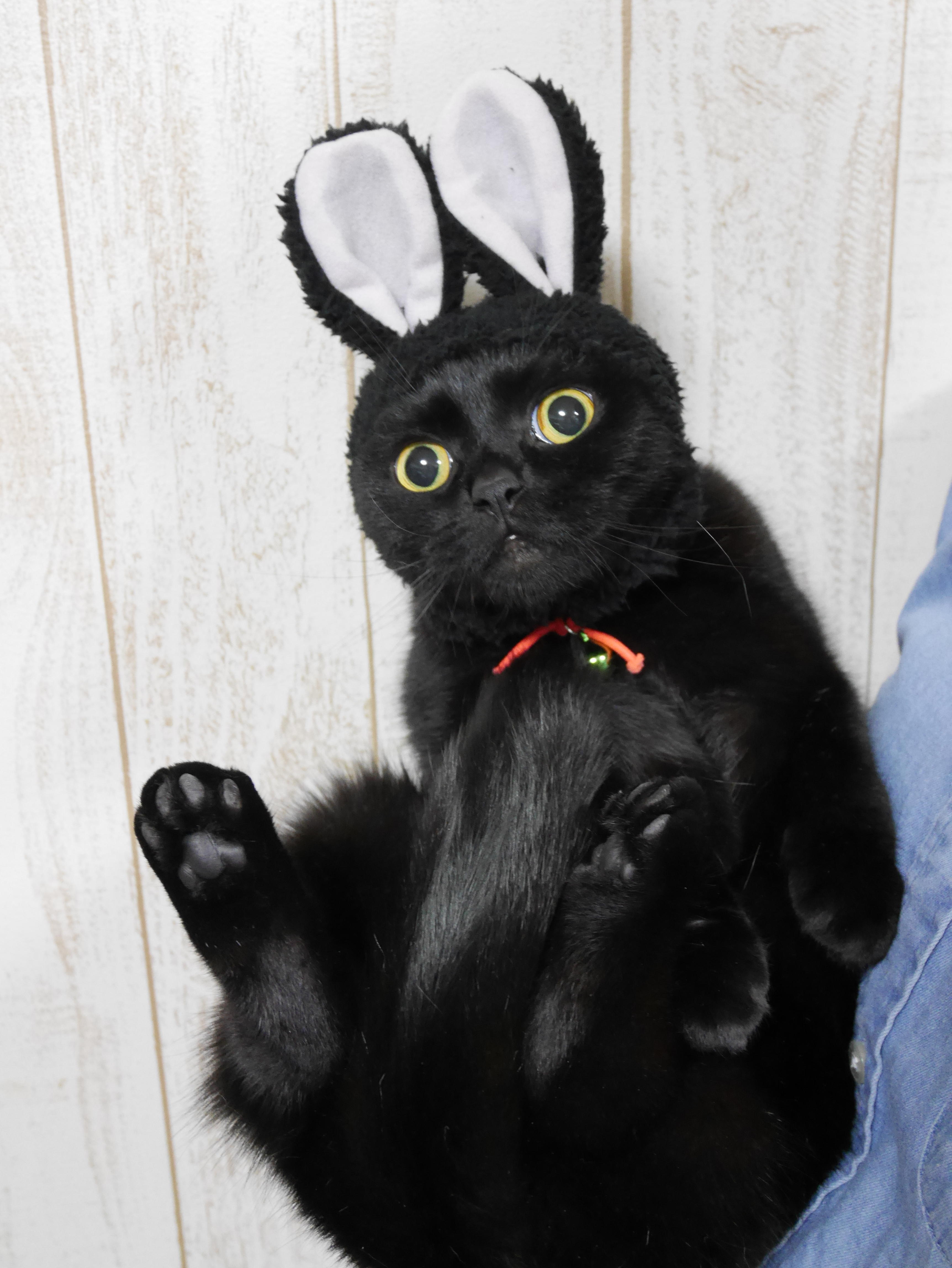 わんにゃんサイトの猫の写真