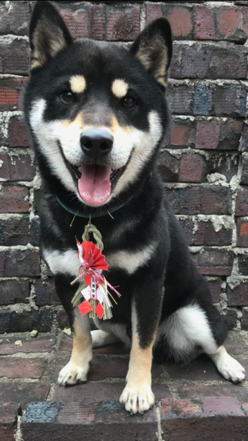 わんにゃんサイトの犬の写真