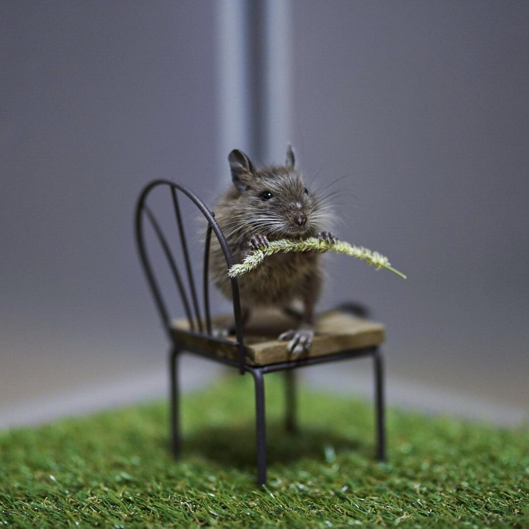 わんにゃんサイトのその他の写真